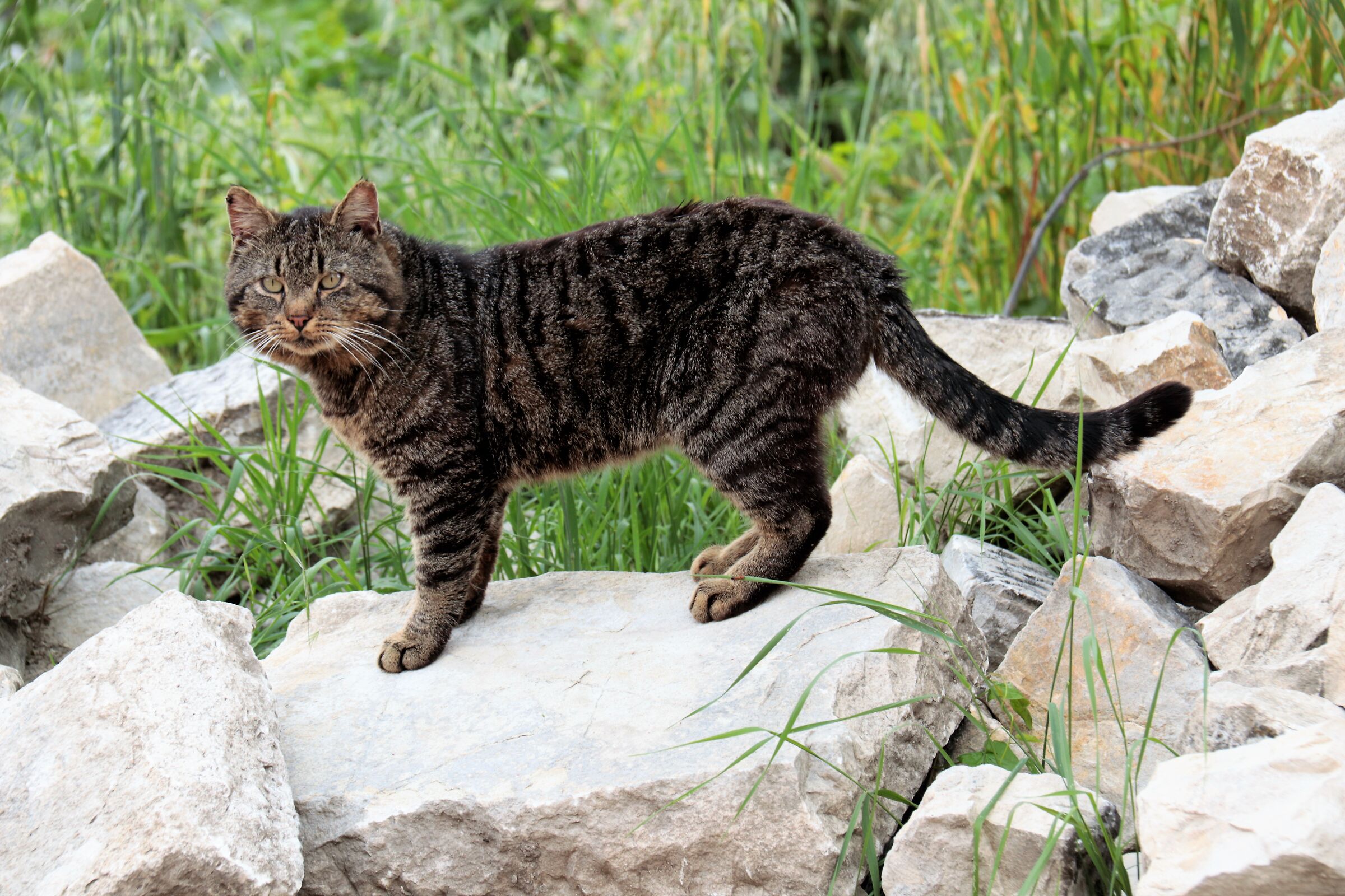 " Egil ..il  micione  in libera uscita "