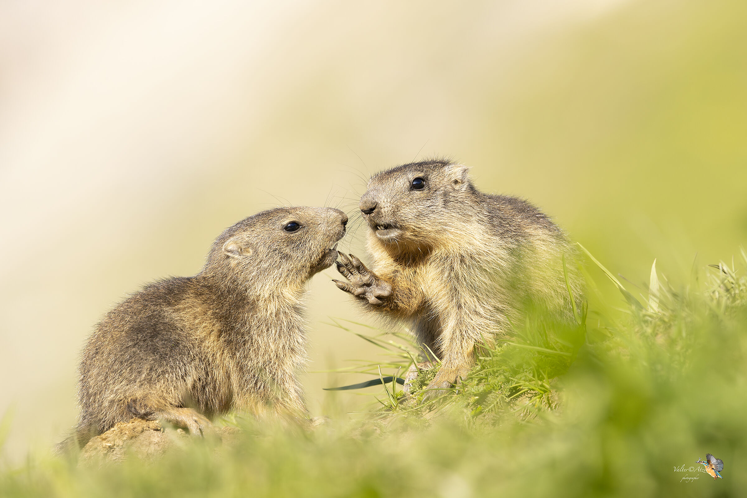 Cuccioli di marmotta giocano