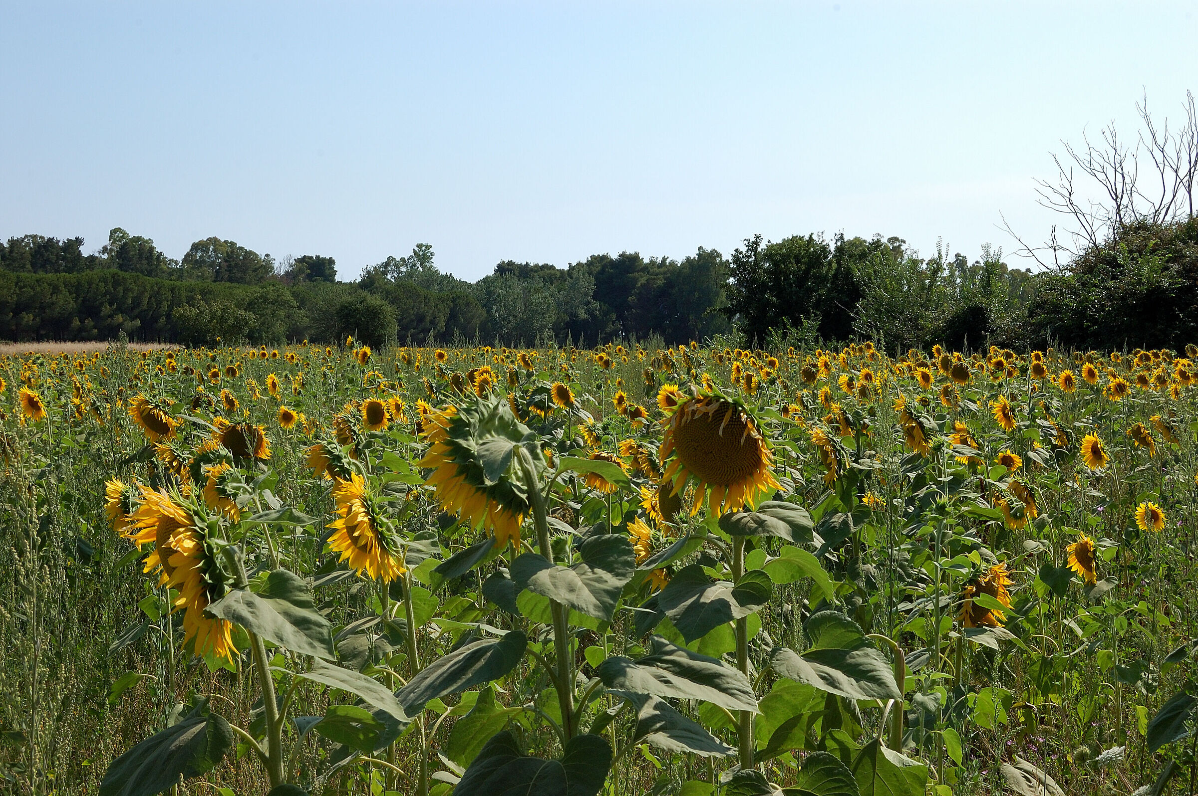 Campo di girasoli