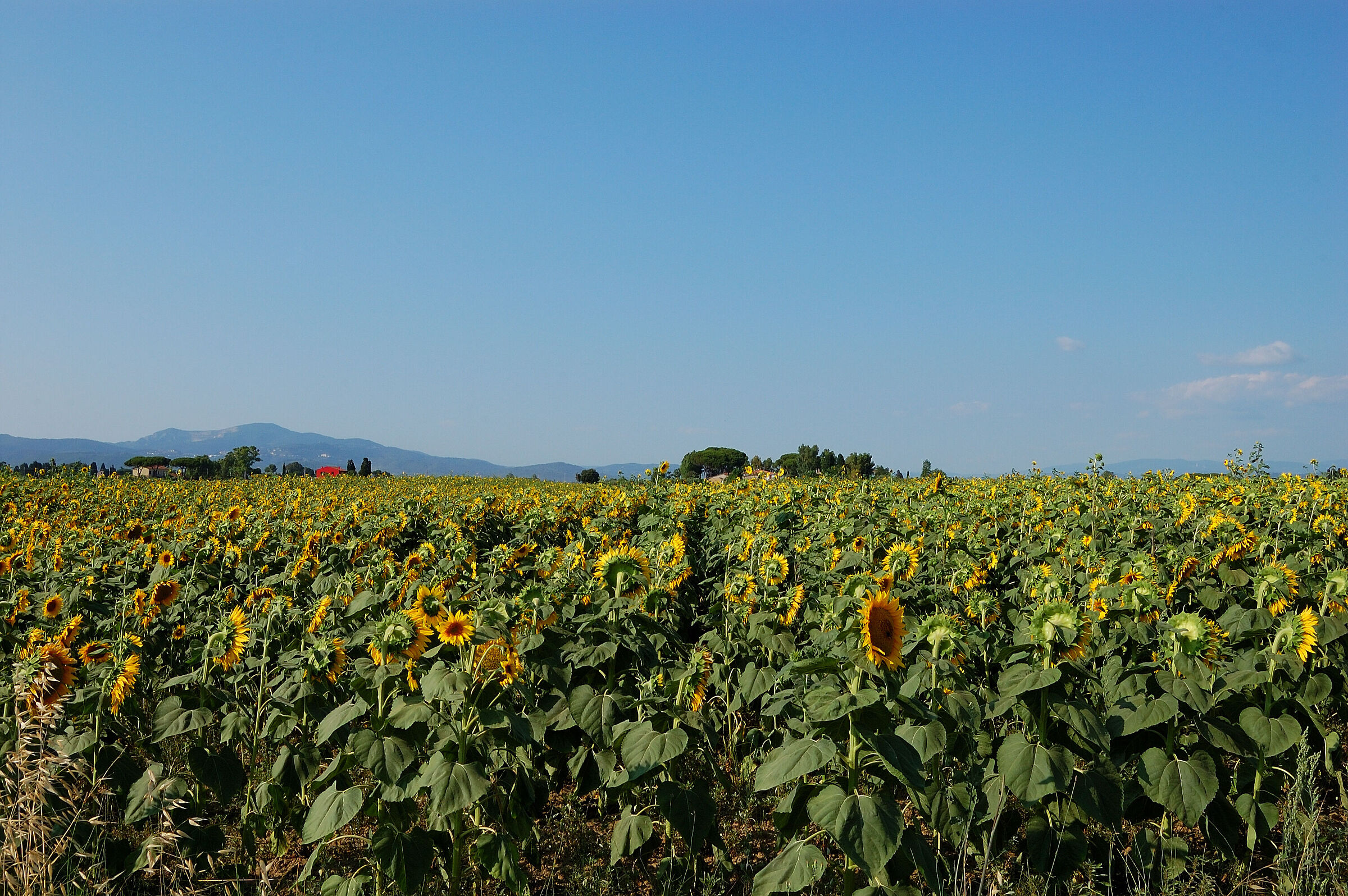 Nel bel mezzo dei girasoli...