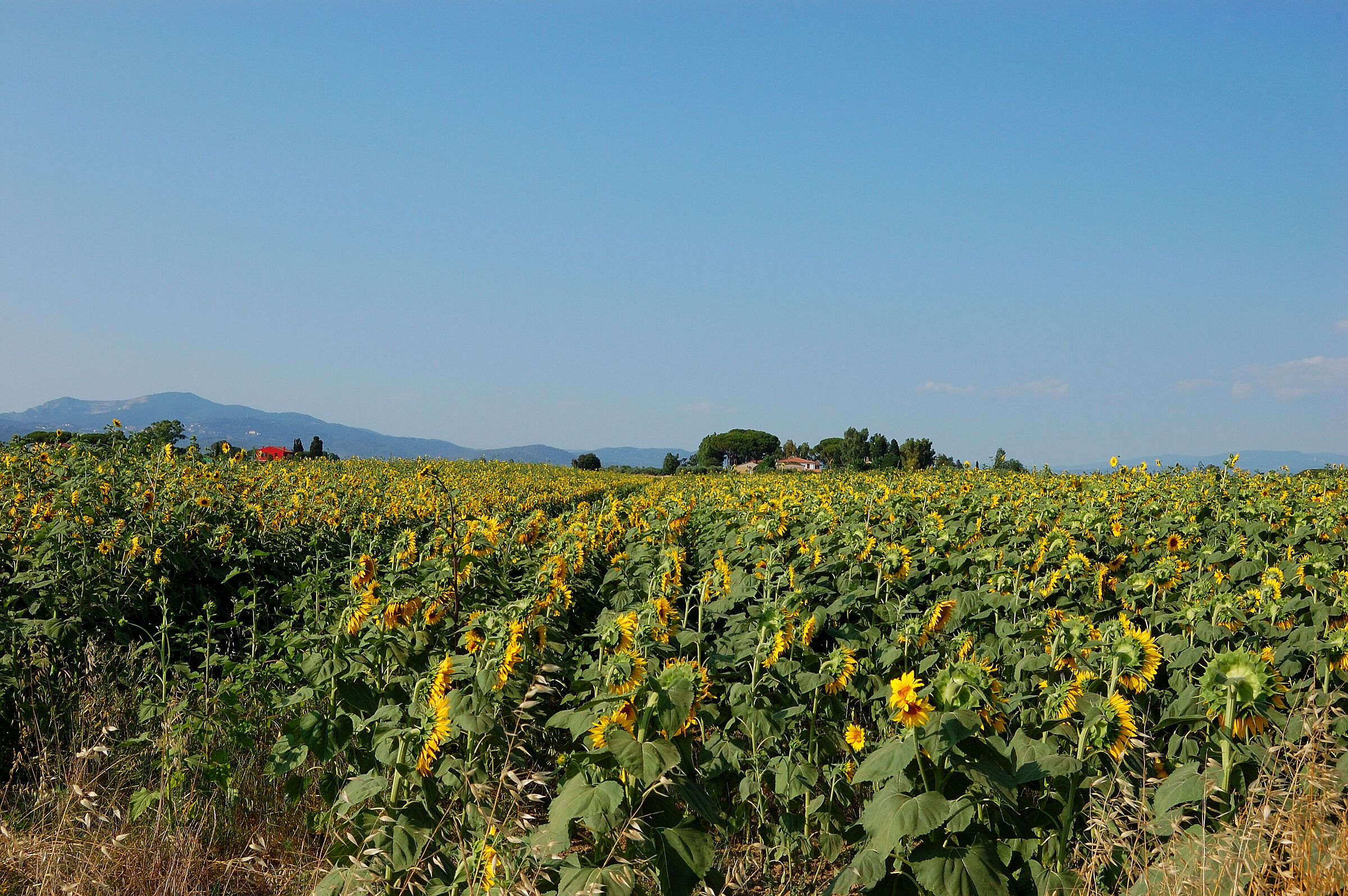 Nel bel mezzo dei girasoli..