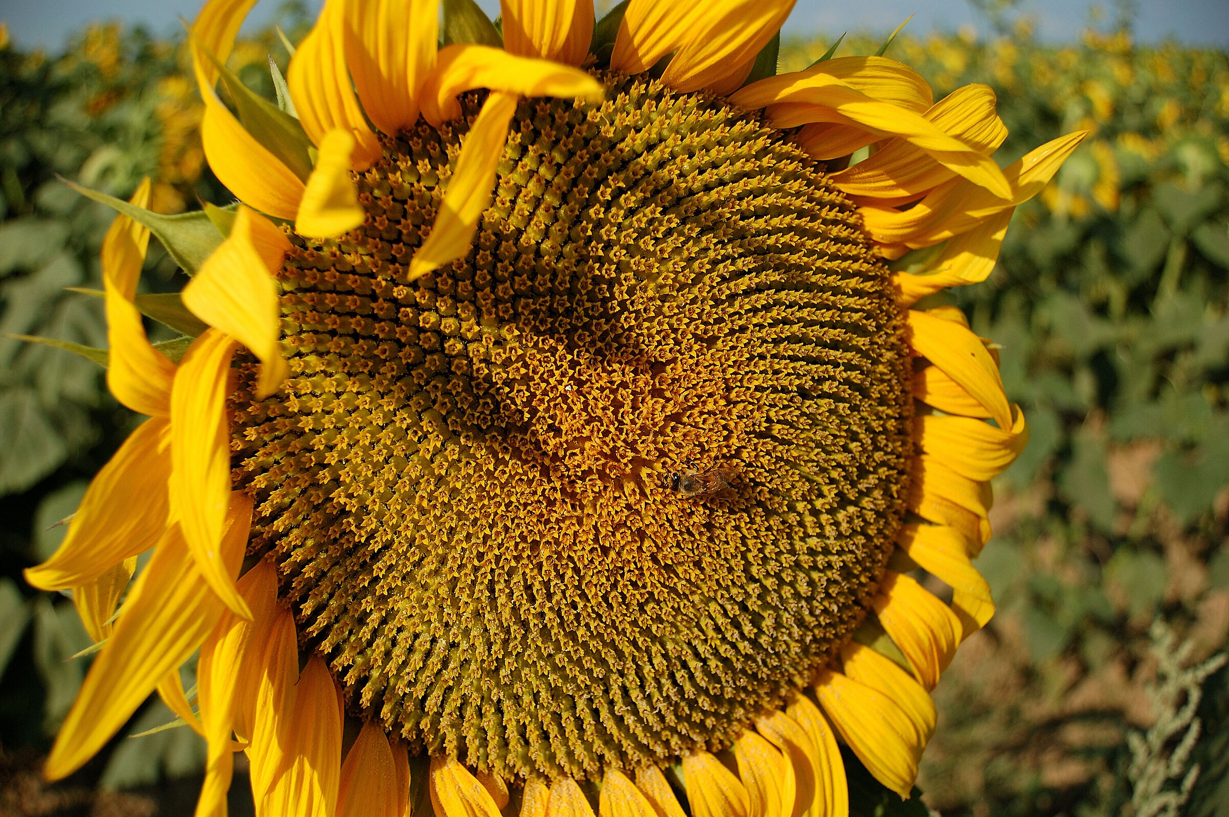 Impollinando...