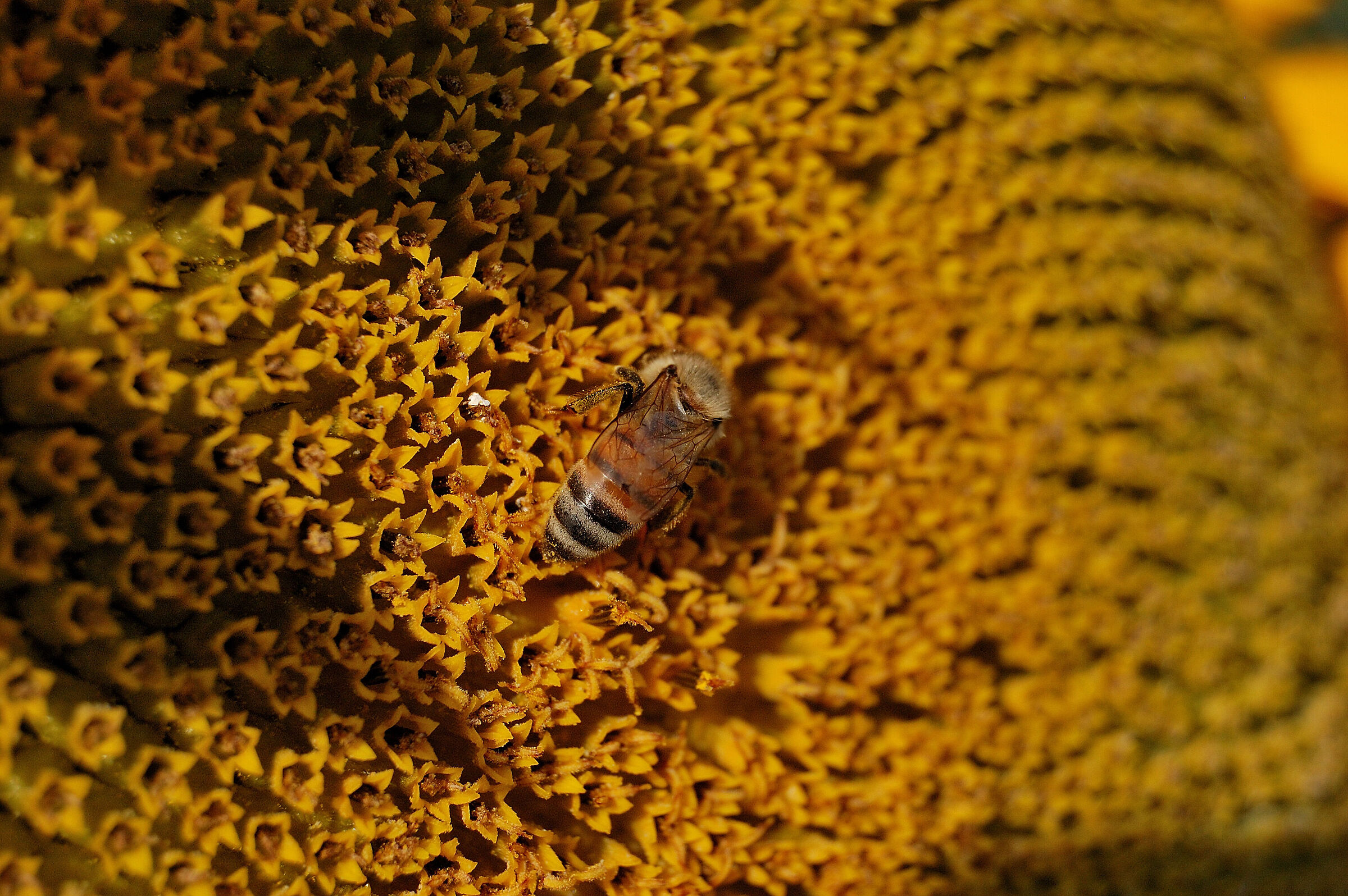 Impollinando..