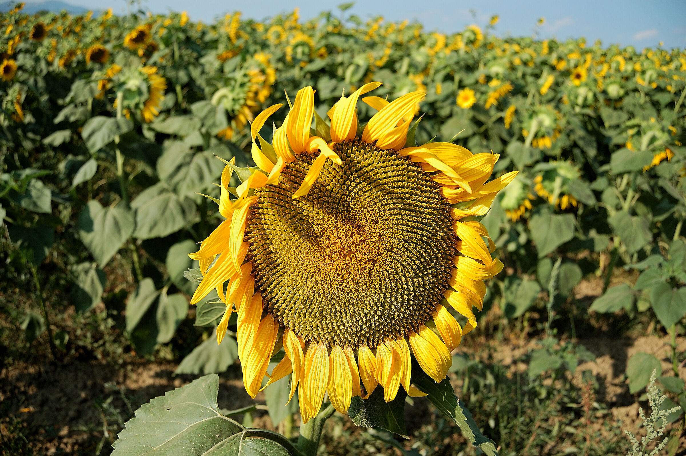 Girasole..