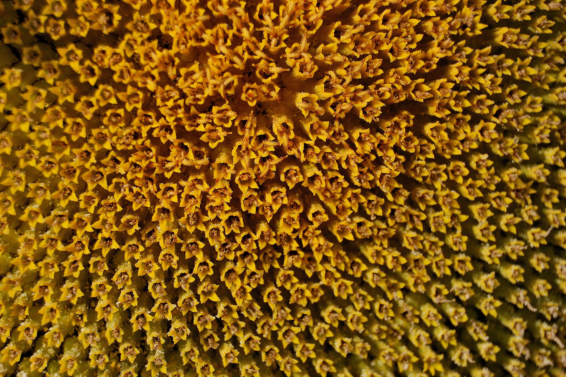 Altre prospettive... girasole