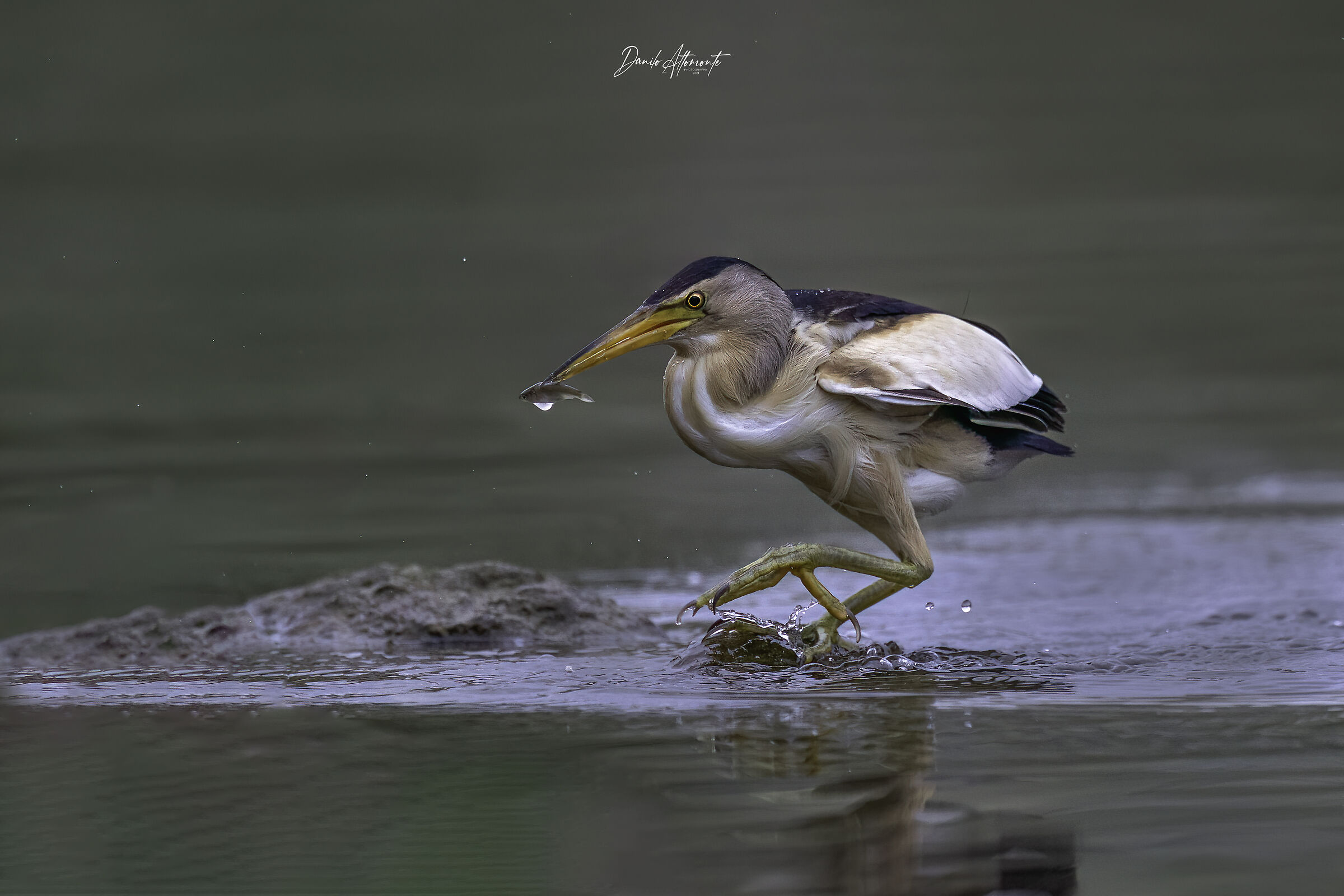Little bittern