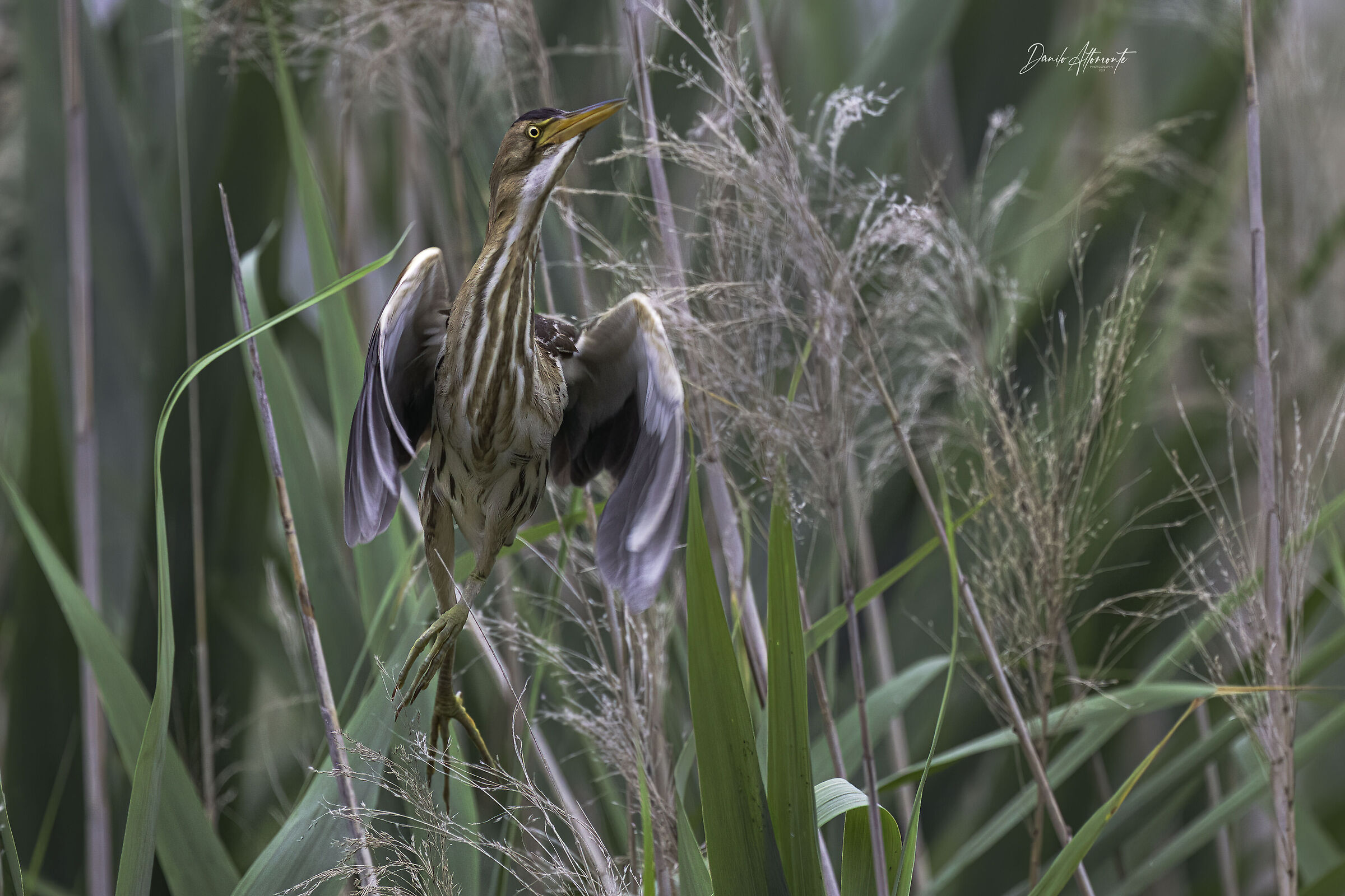 Little bittern