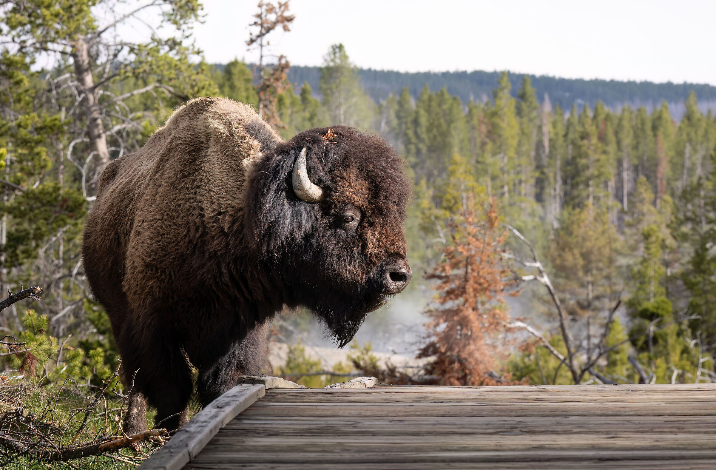 Sentiero interrotto causa brucamento
