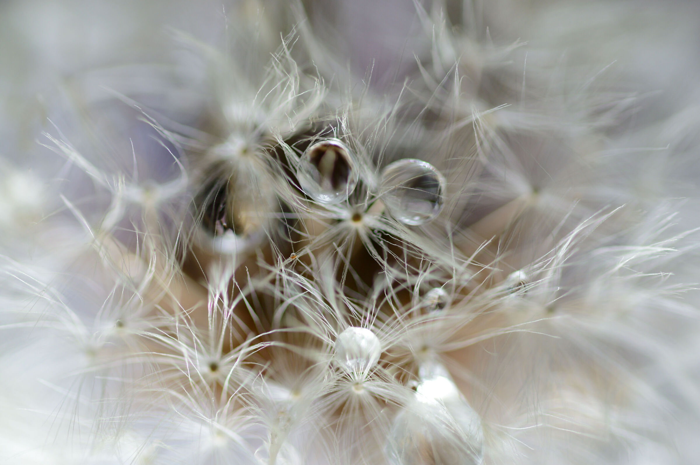 Dandelion