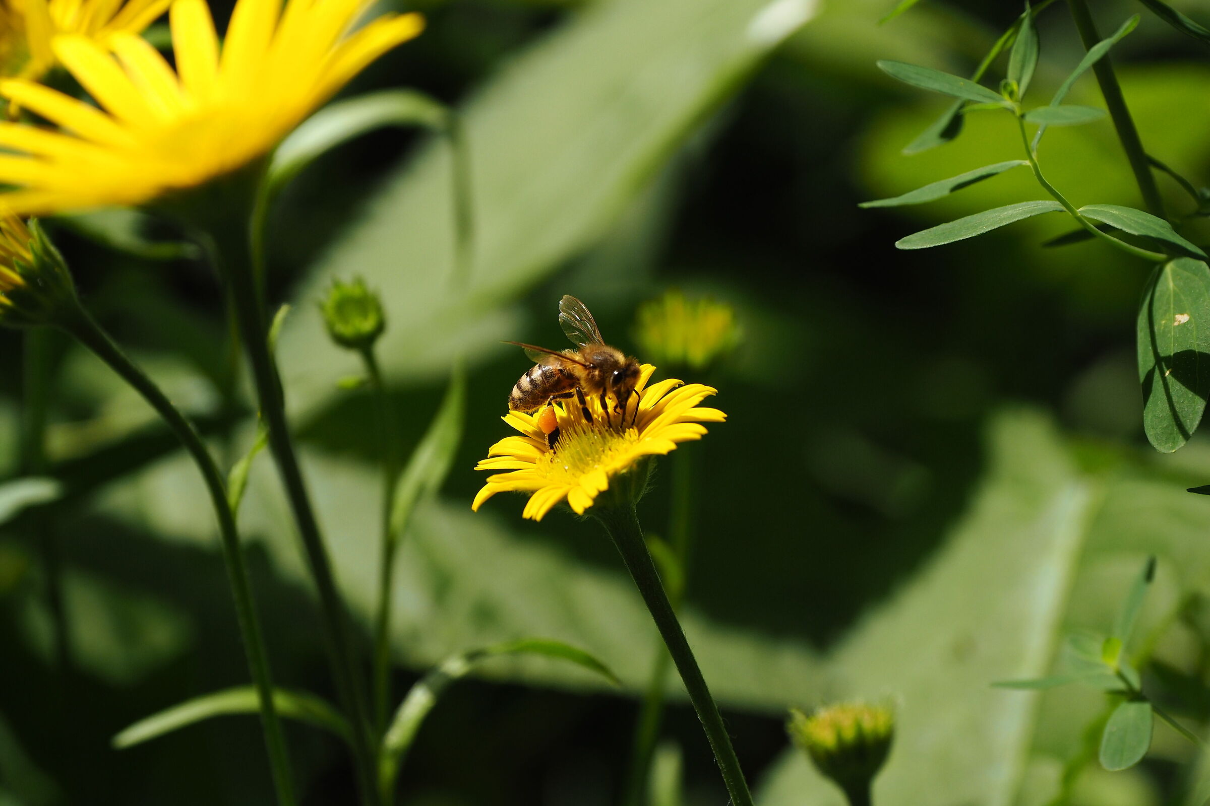 Bee on Inula