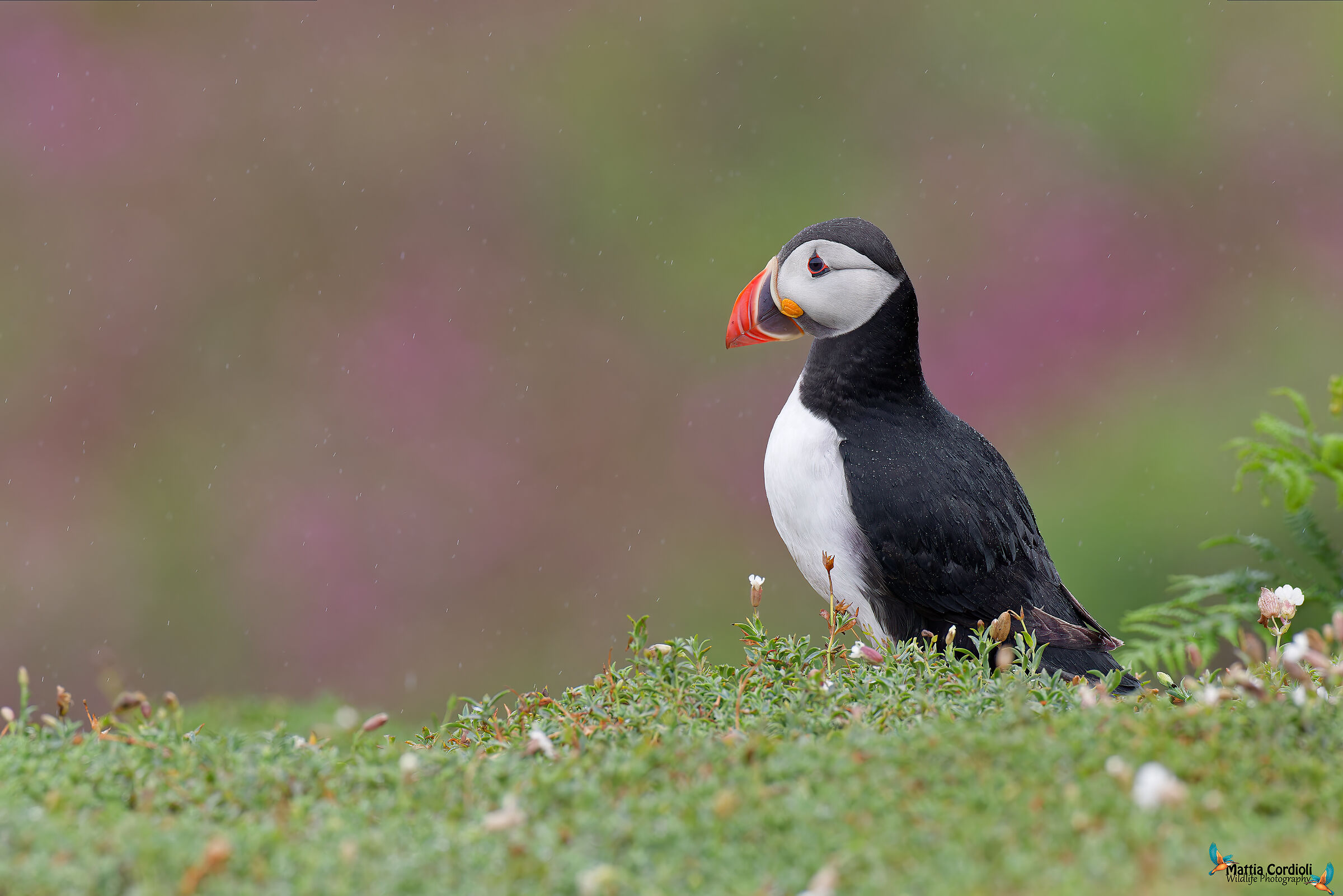 puffin under the rain