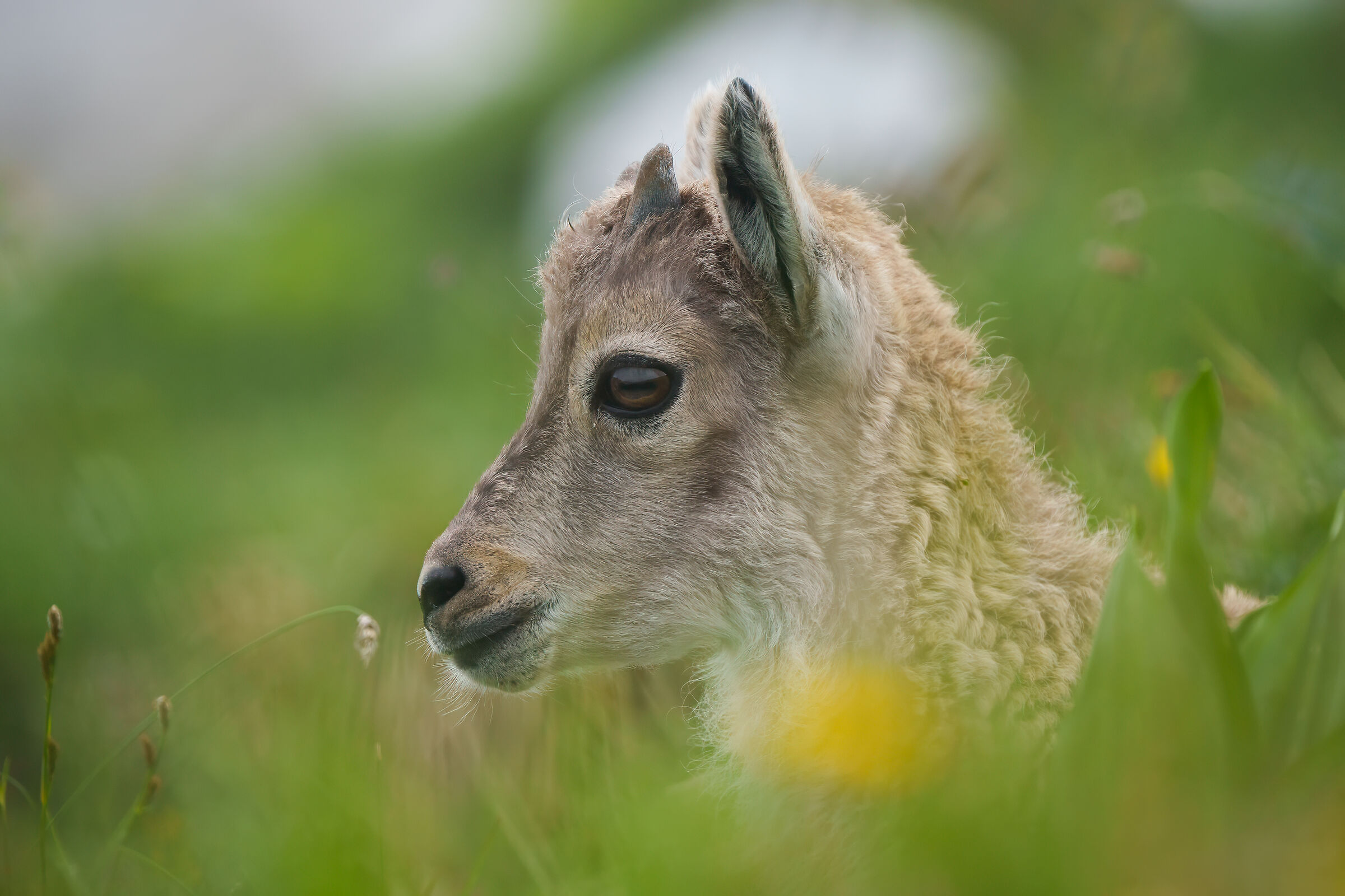Ritratto di piccolo stambecco