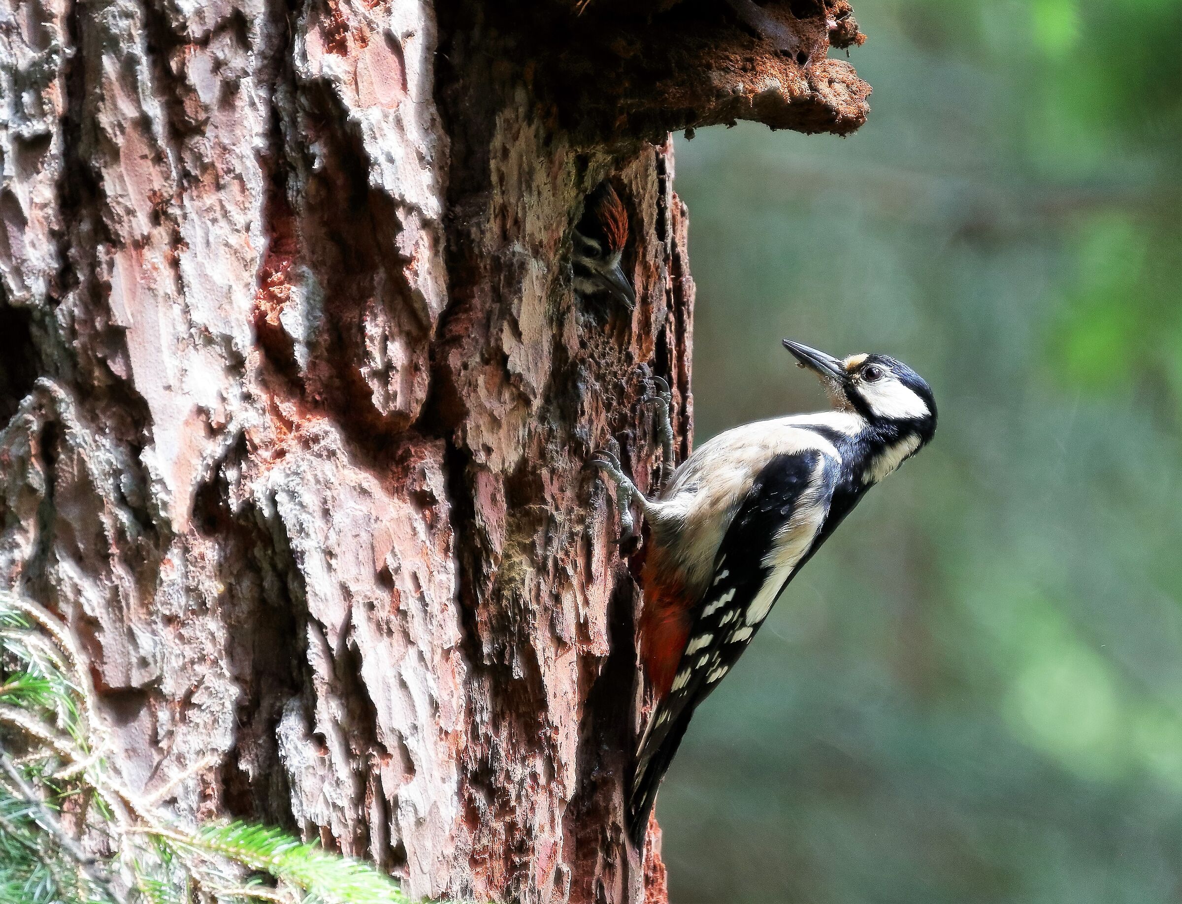 Dendrocopos major and the new generation