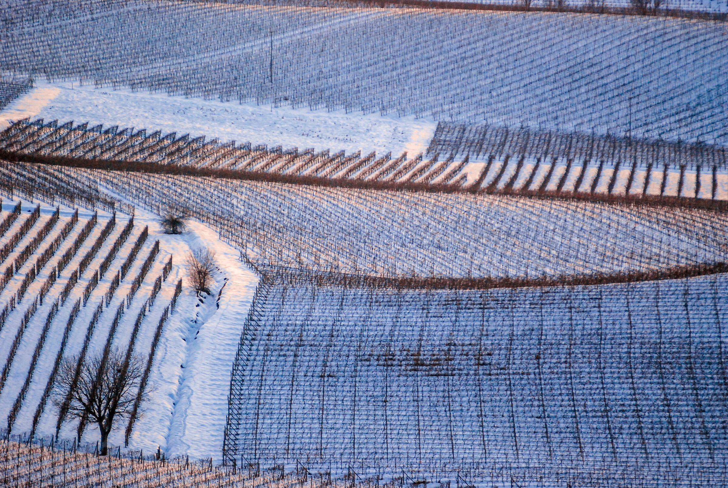 symmetries among the vineyards of the Piedmontese Langhe