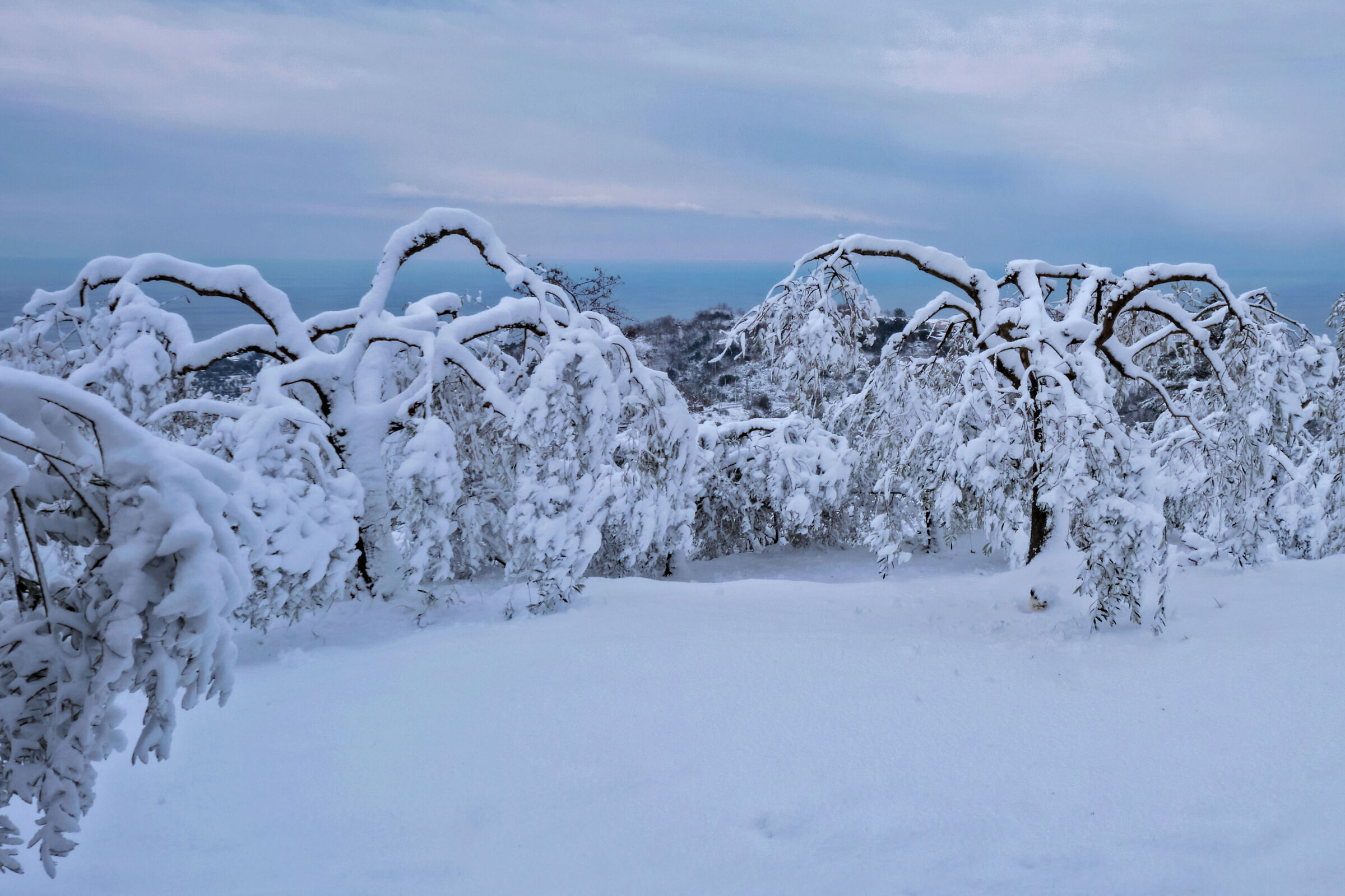 An unexpected snowfall in Savona (the heights of Ranco)