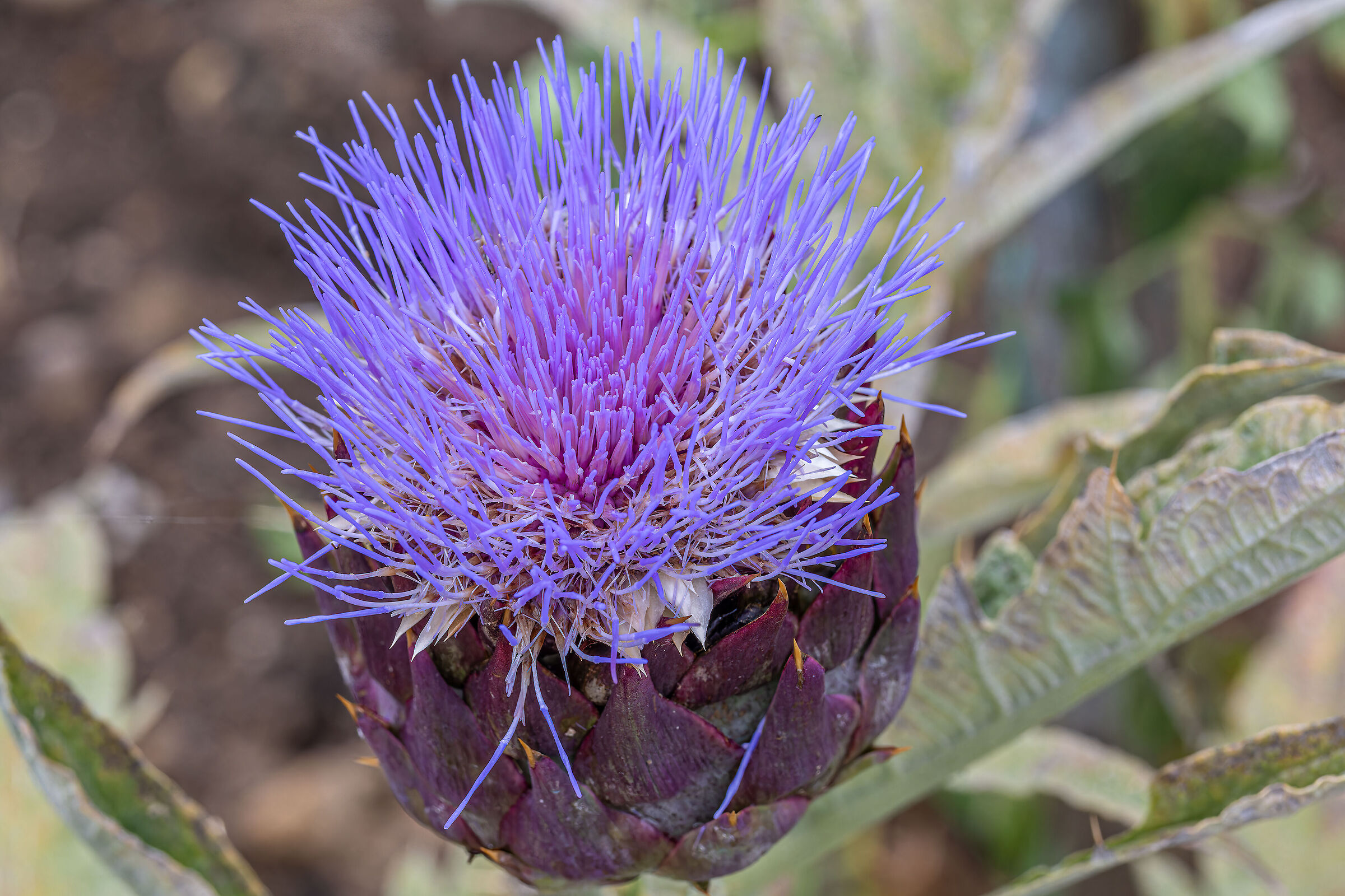Artichoke in bloom