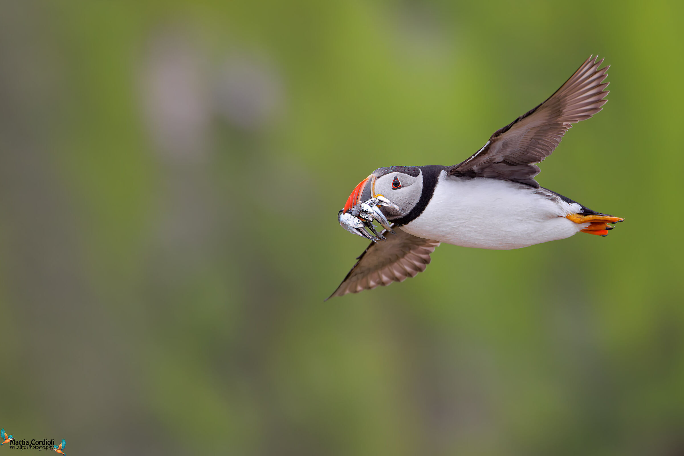 Puffin