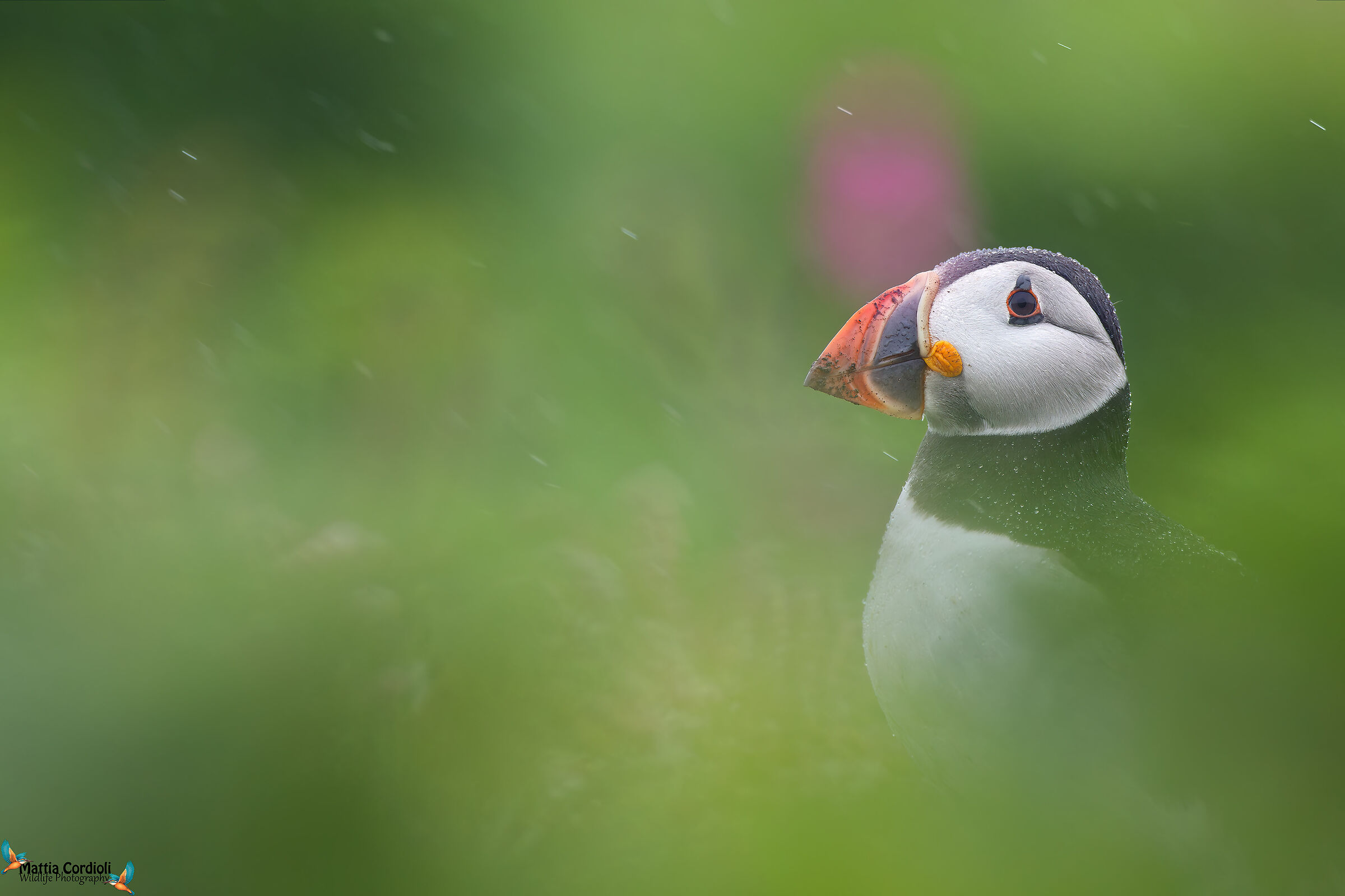 Puffin