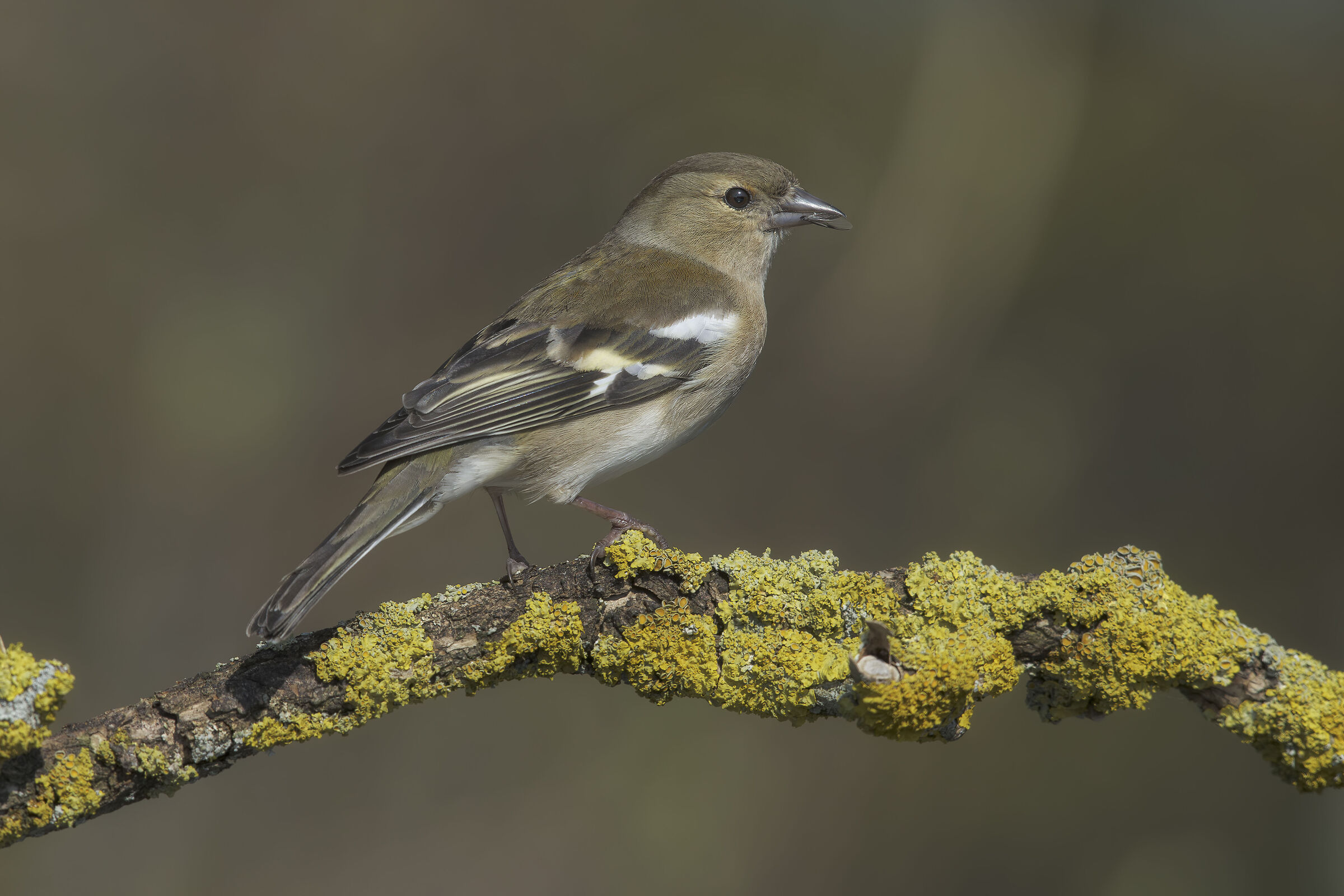 Facciamolo grosso...