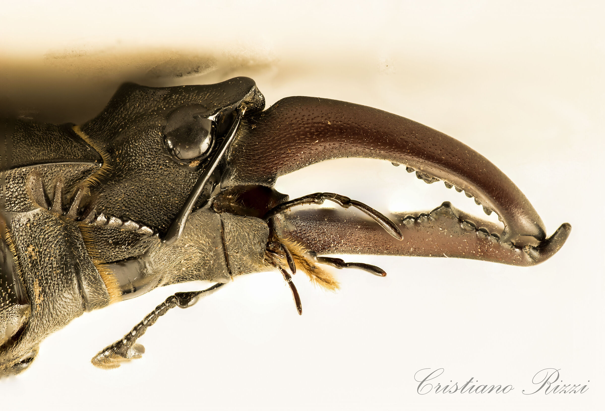 Lucanus Cervus