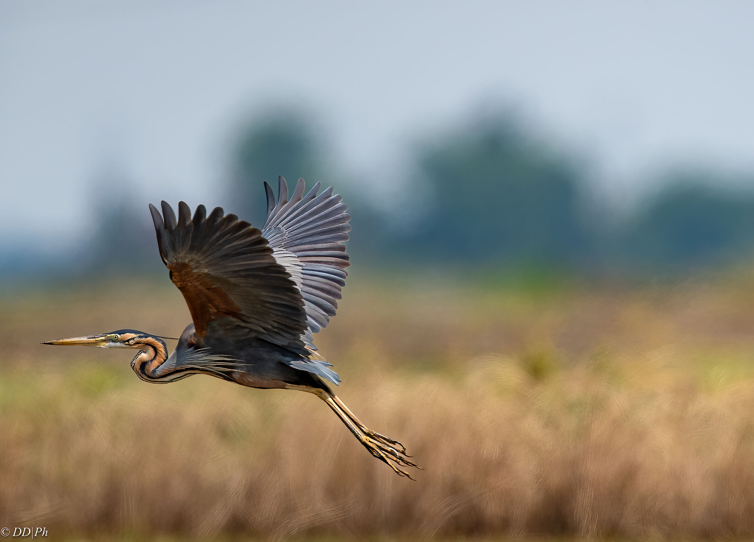 Purple heron