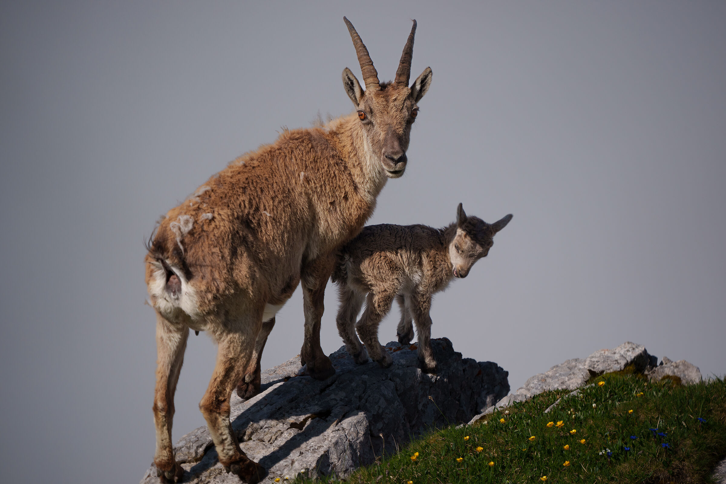 Mother and baby ibex