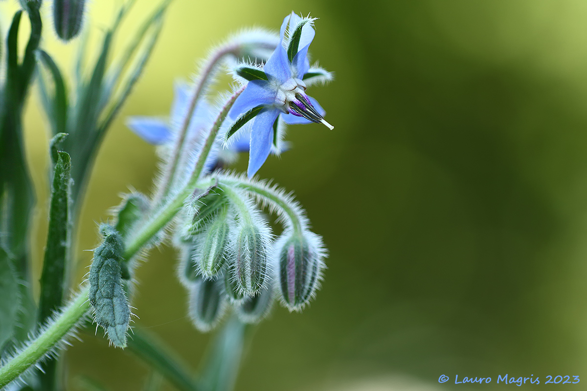 Borago officinalis