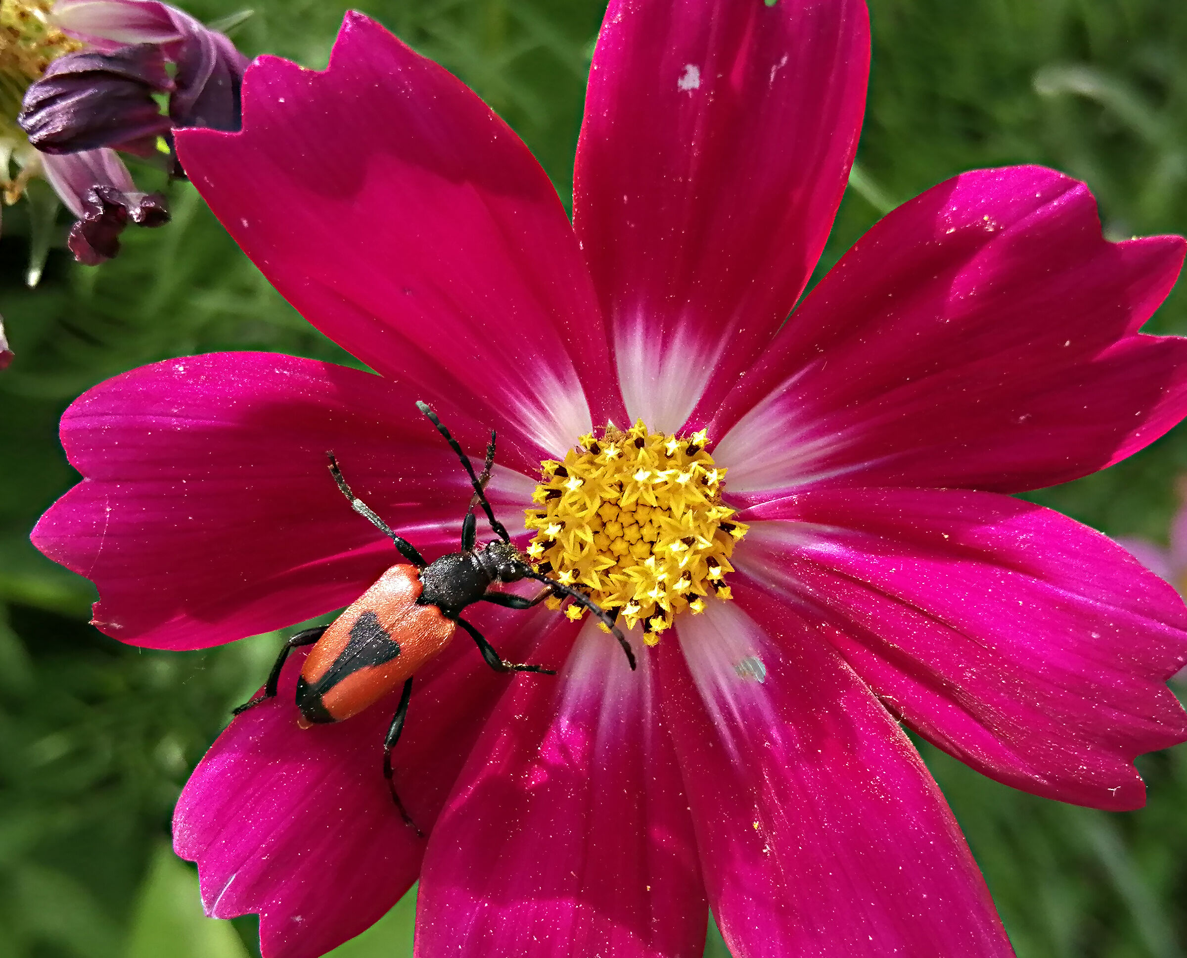 Stictoleptura cordigera