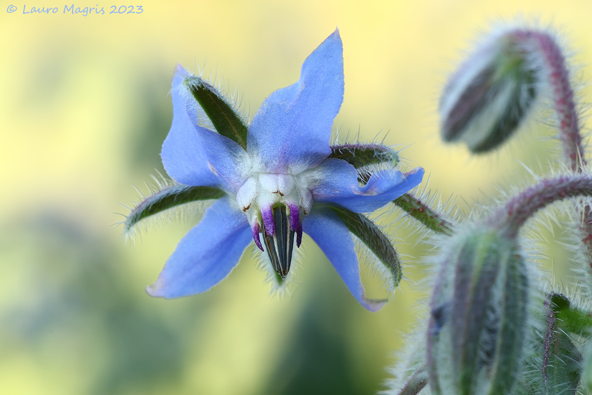 Borage flower