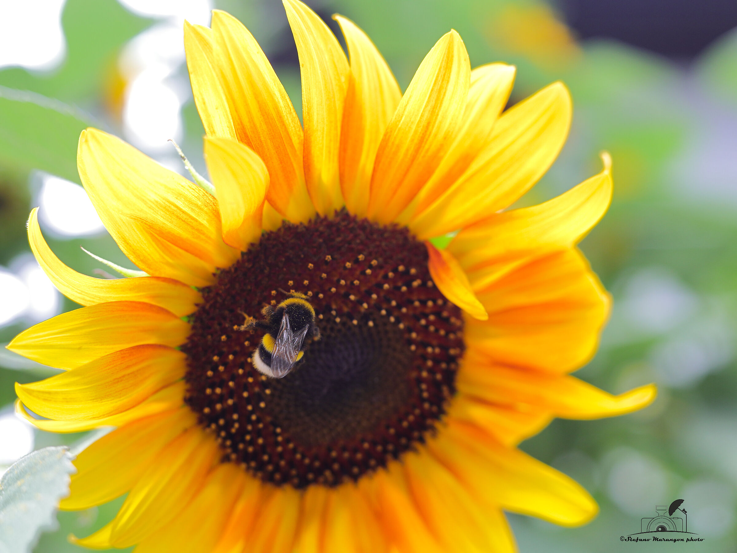 Mamma's sunflowers