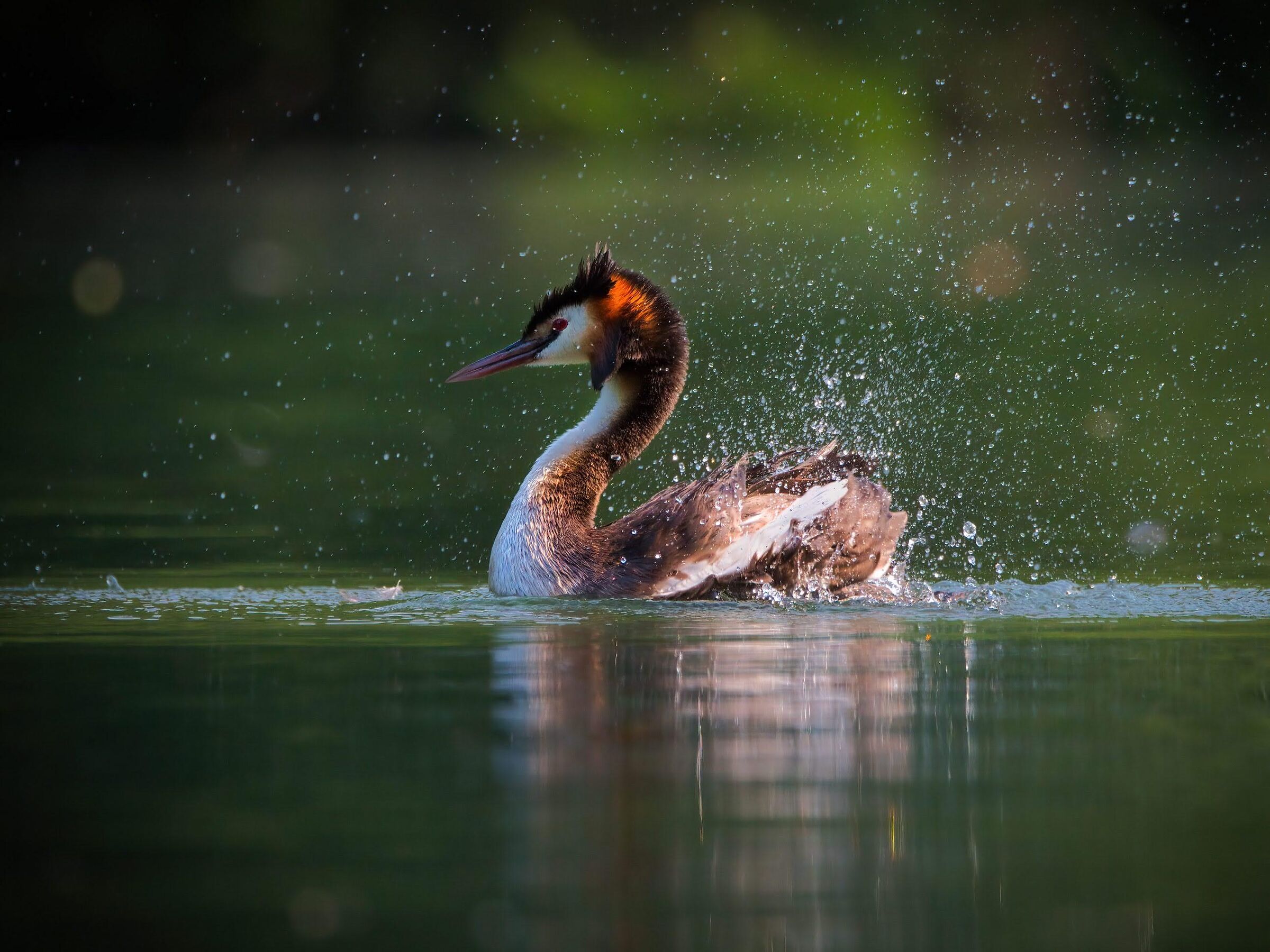 Great crested grebe