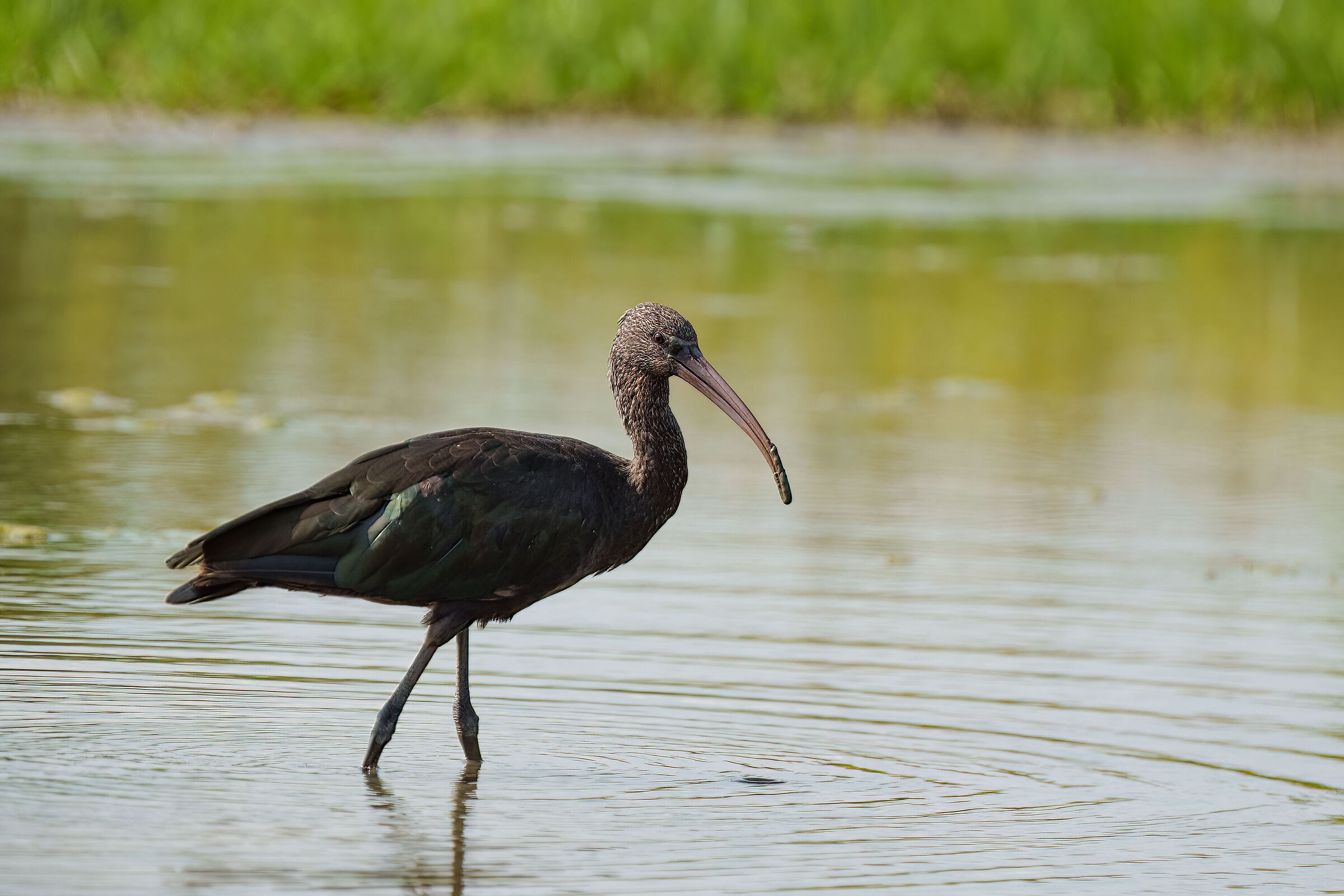 Glossy ibis