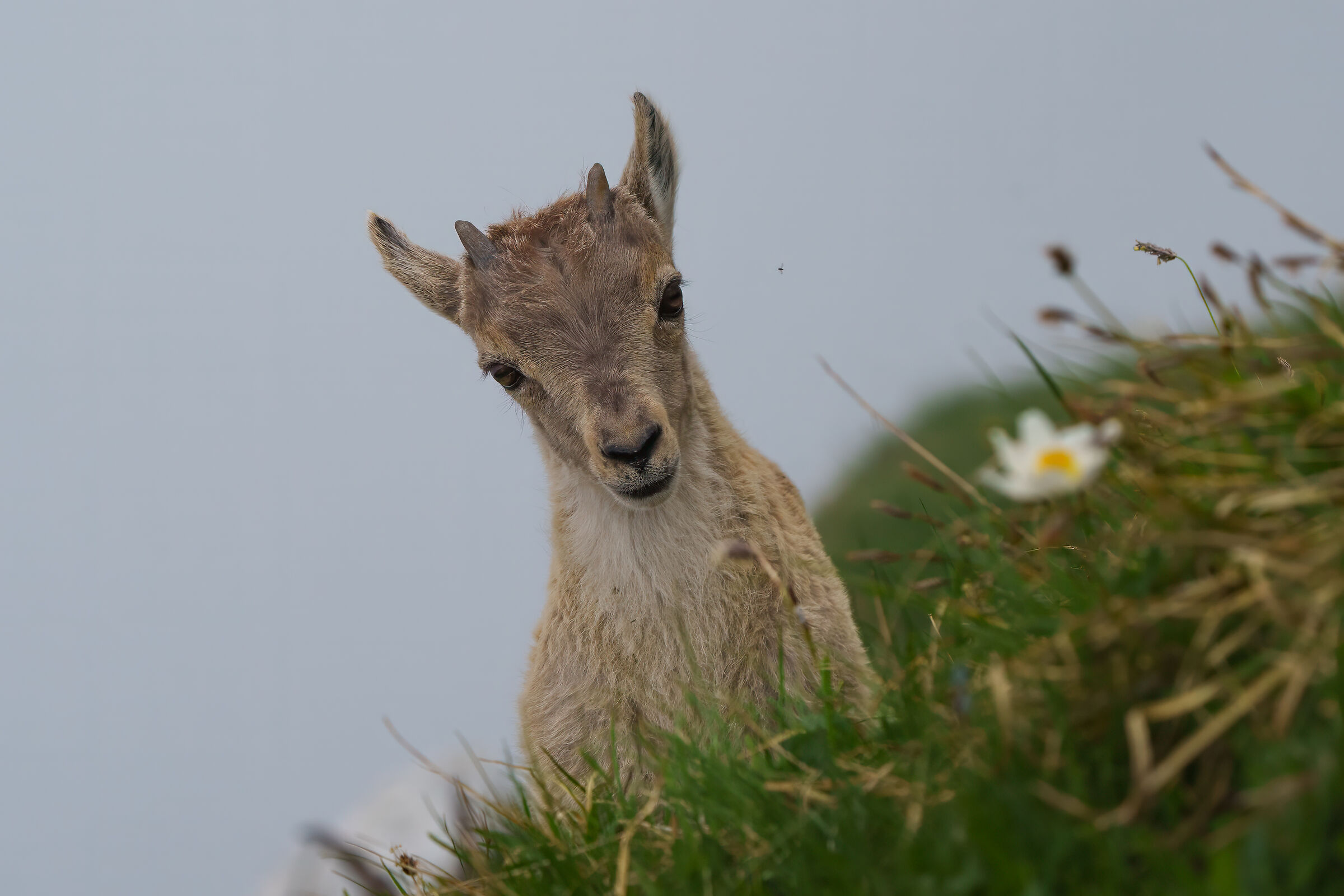 Young ibex