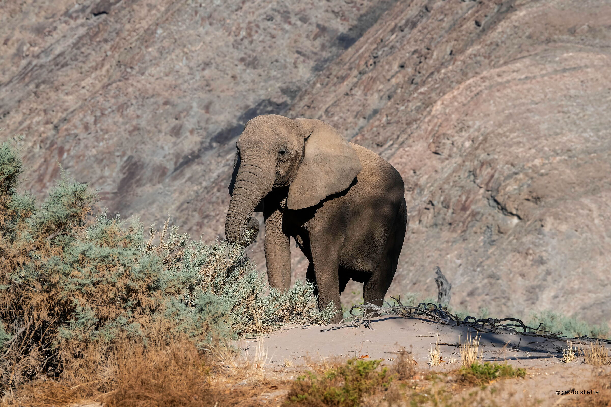 elefante del deserto