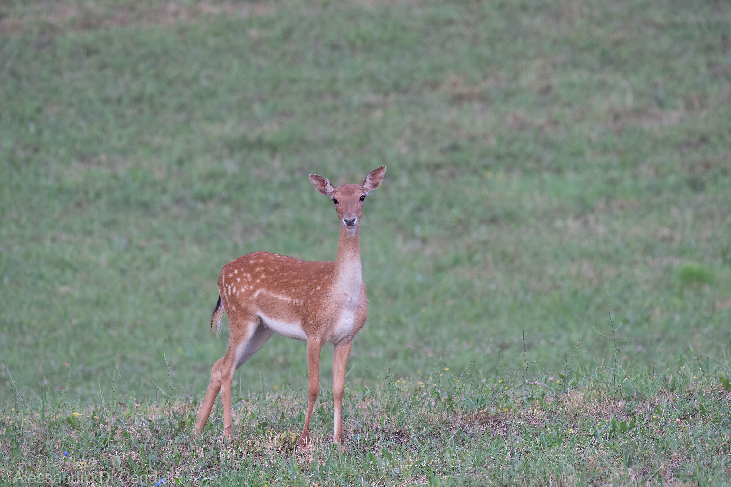 Il battesimo del nuovo 200-500