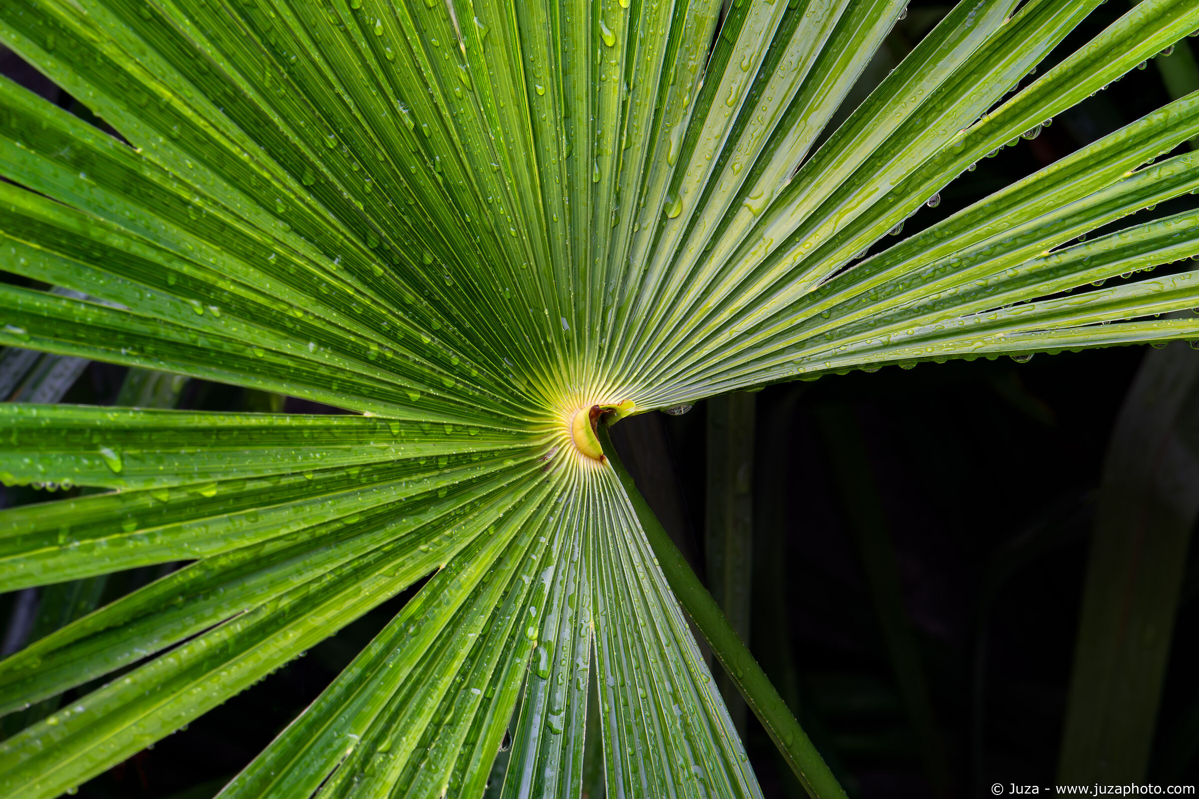 Foglia di palma sotto la pioggia