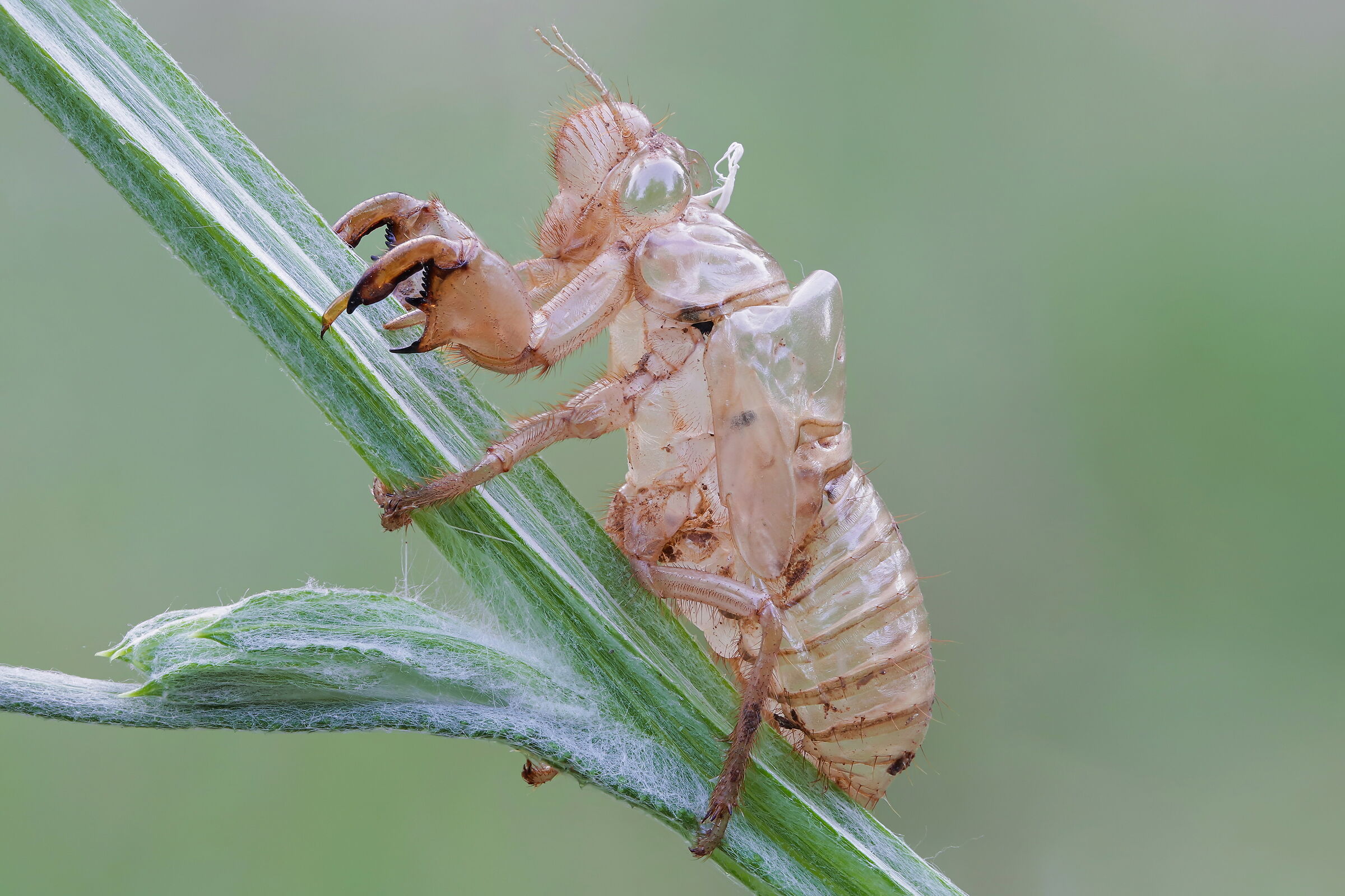 Cicada evavia