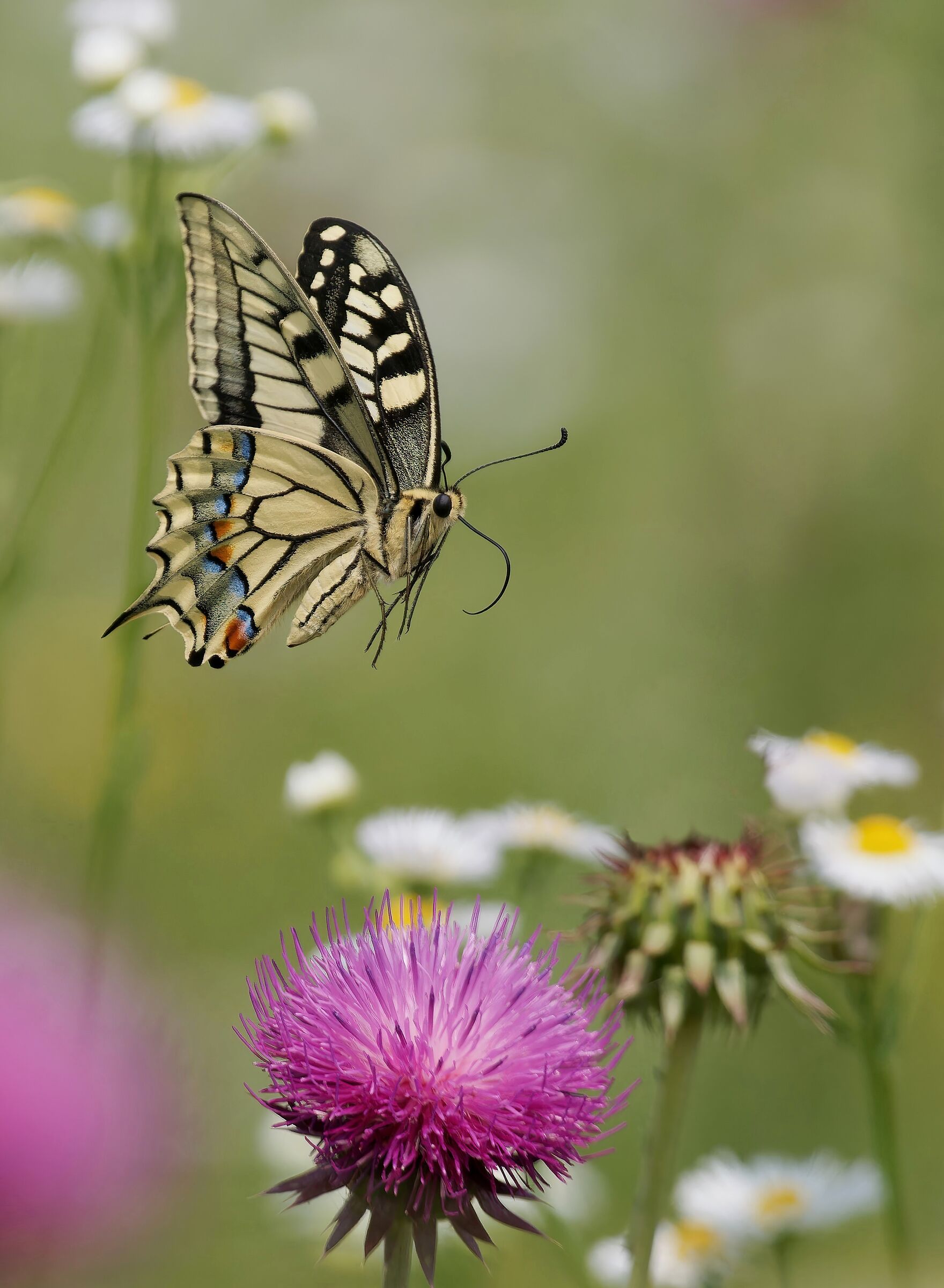 The dance among the flowers