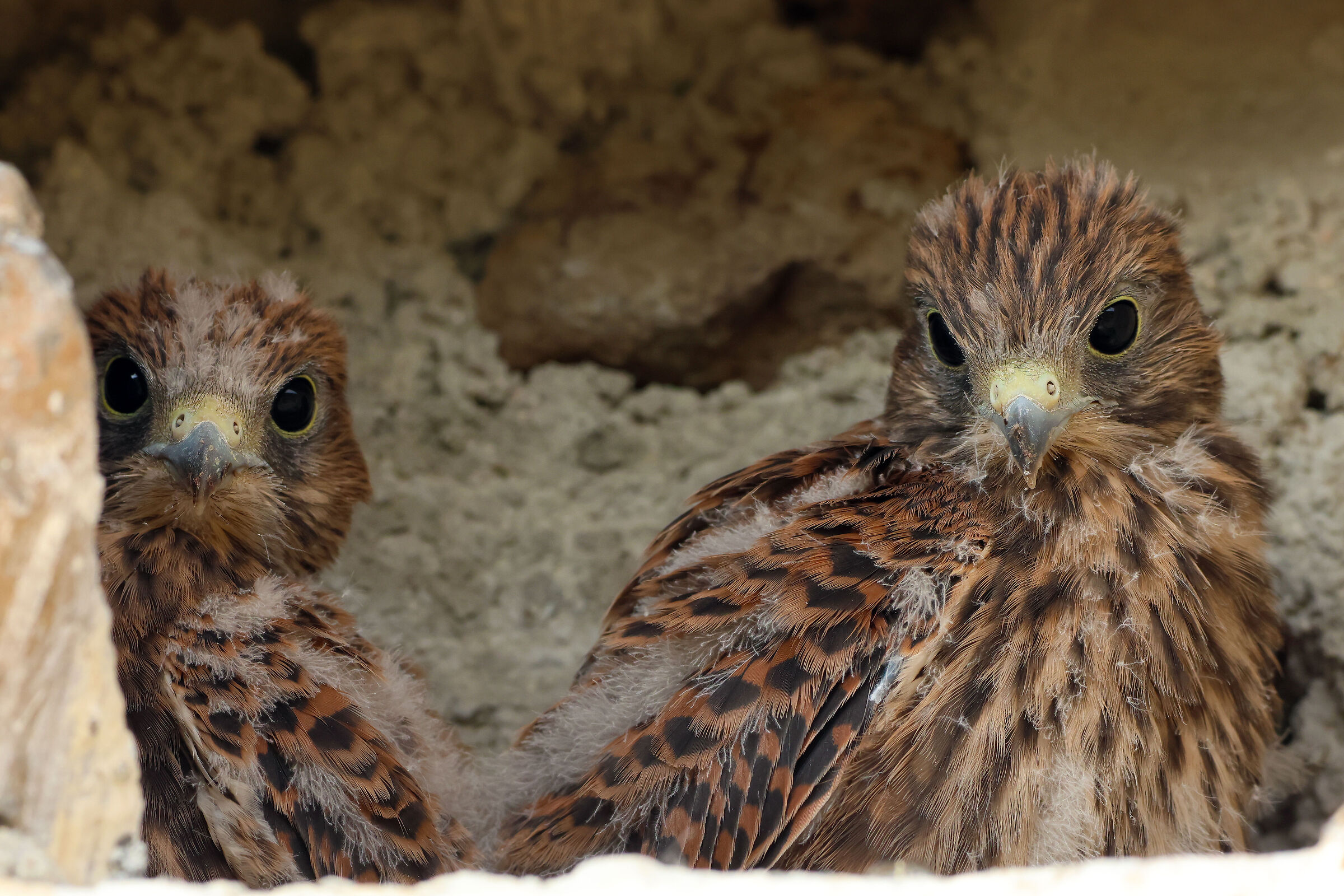 kestrel pullets