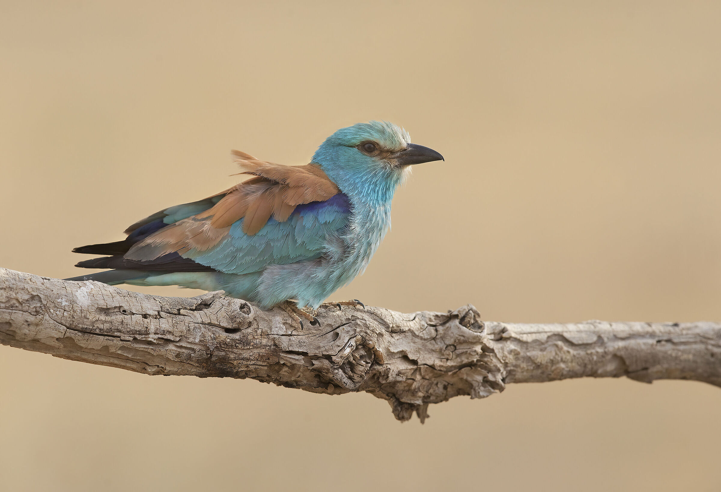 ghiandaia marina (coracias garrulus)