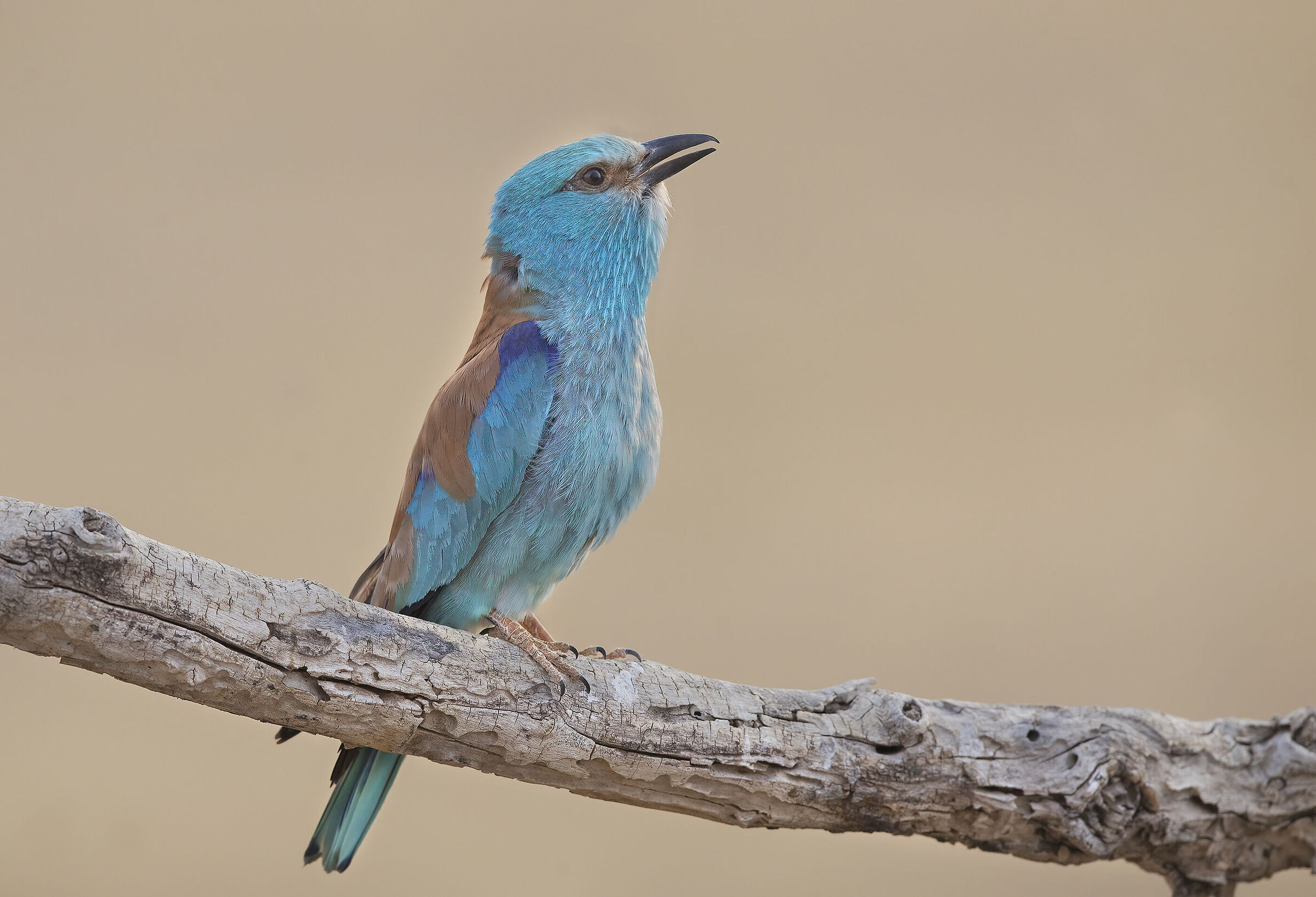 ghiandaia marina (coracias garrulus)