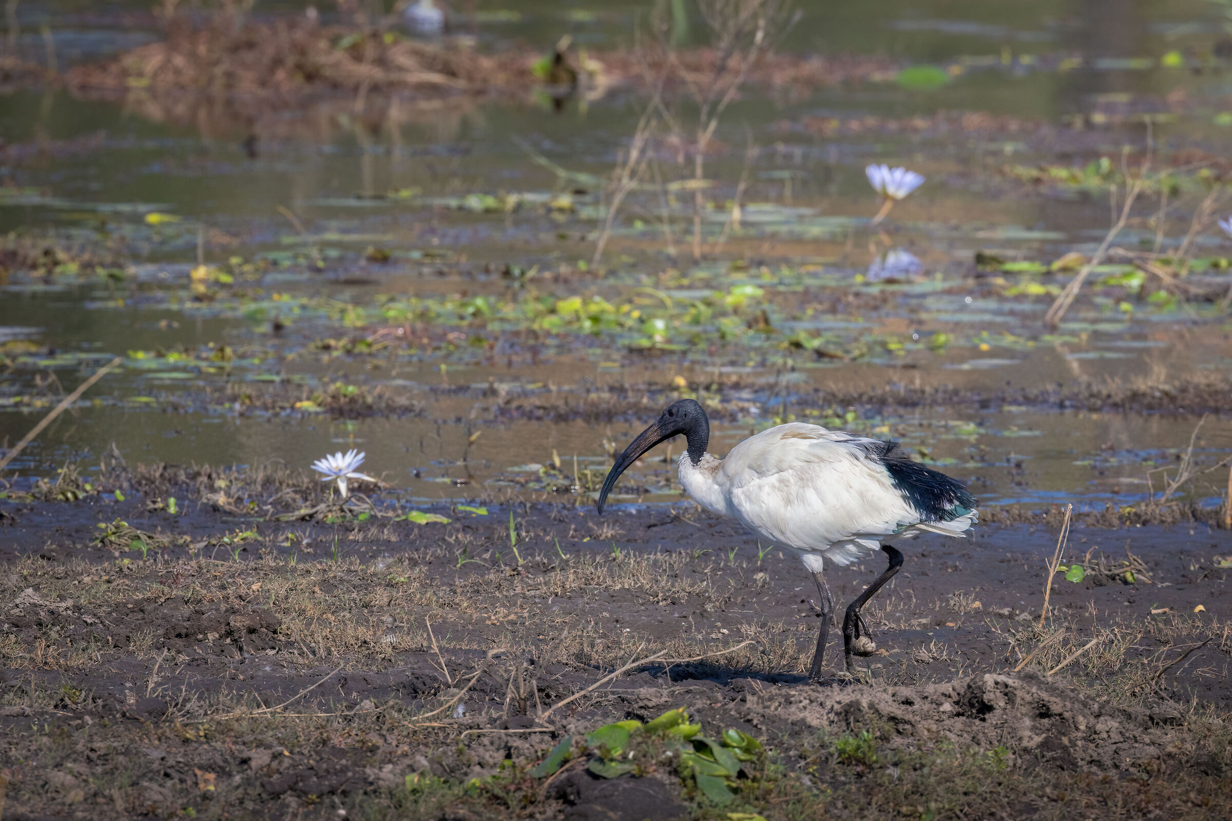 Sacred ibis