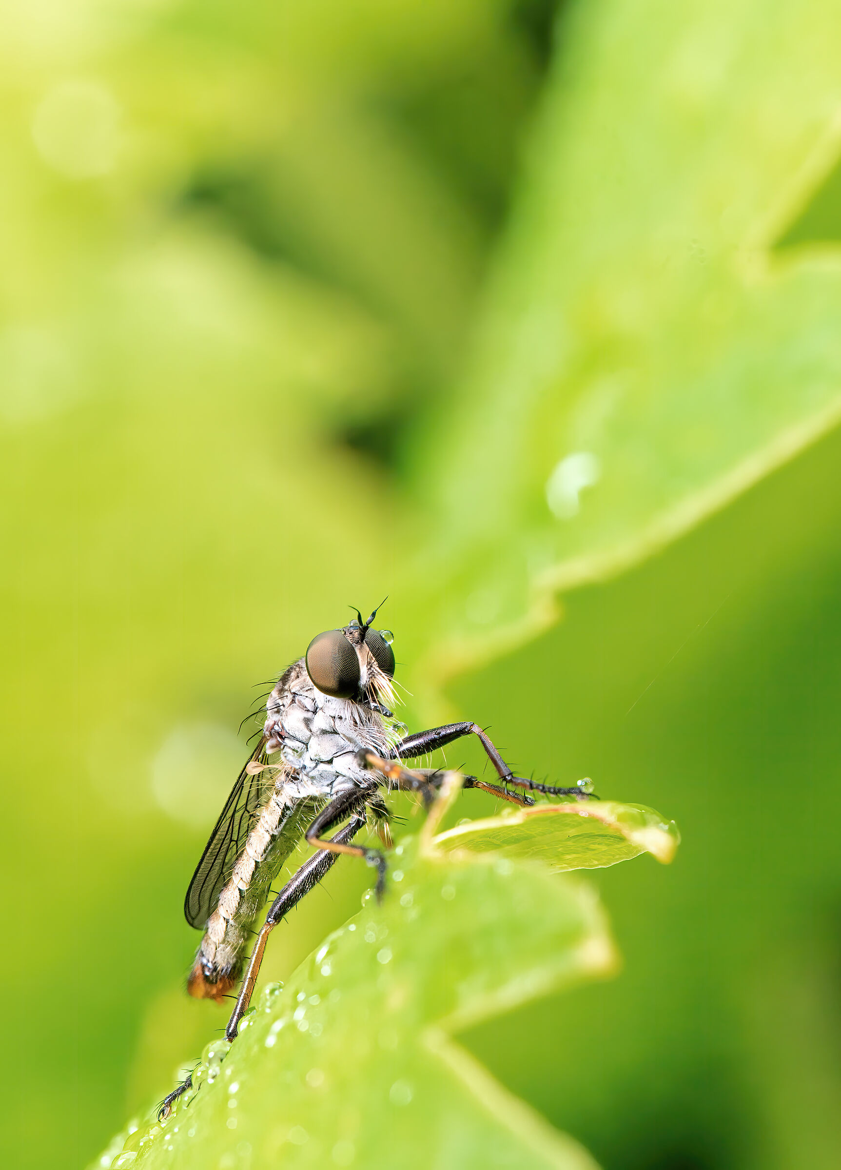 mosquitoe