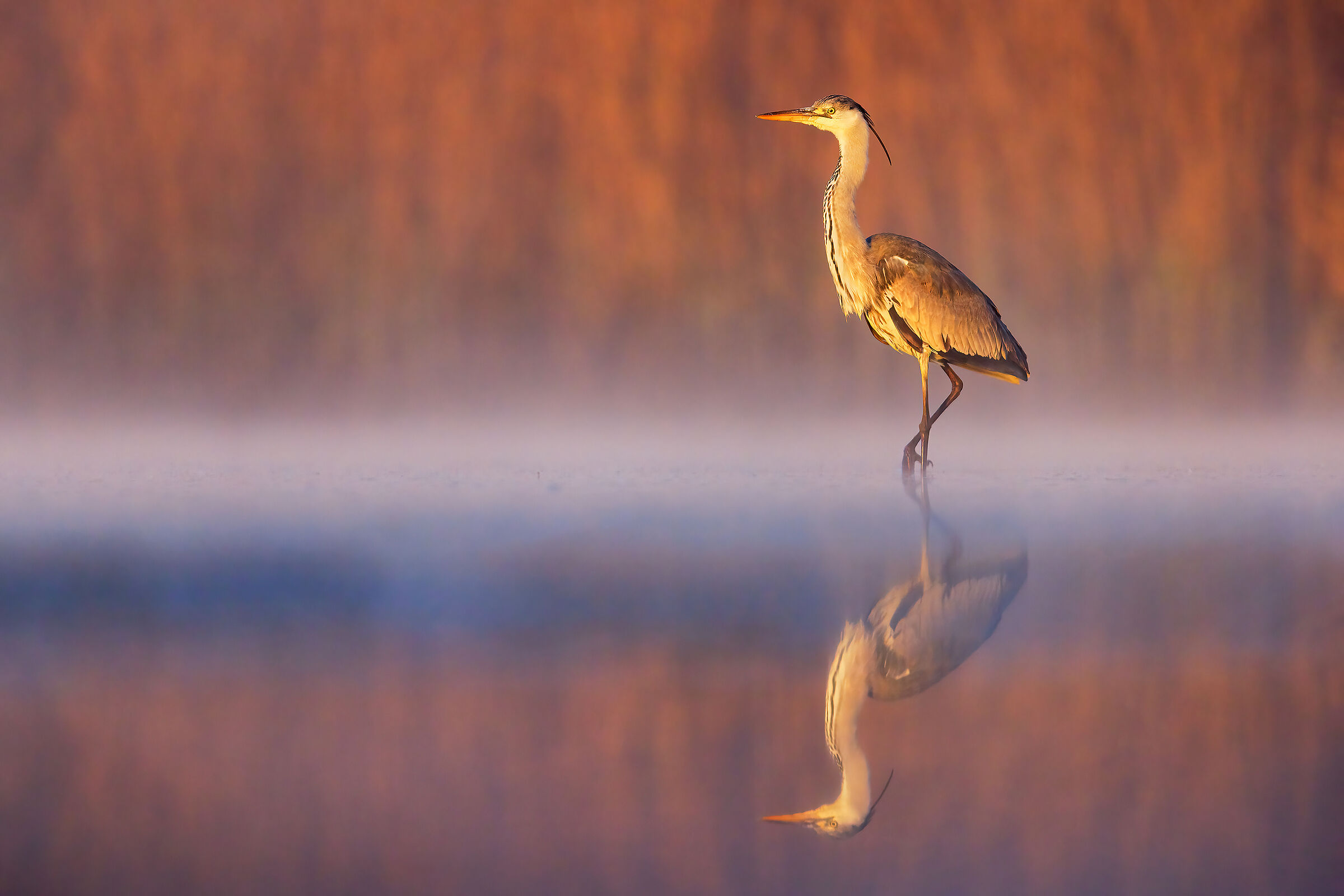 Grey heron