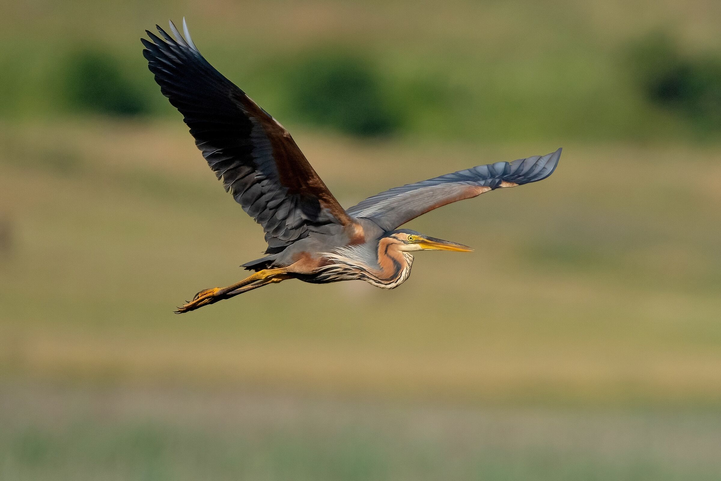 Purple Heron (Ardea purpurea)