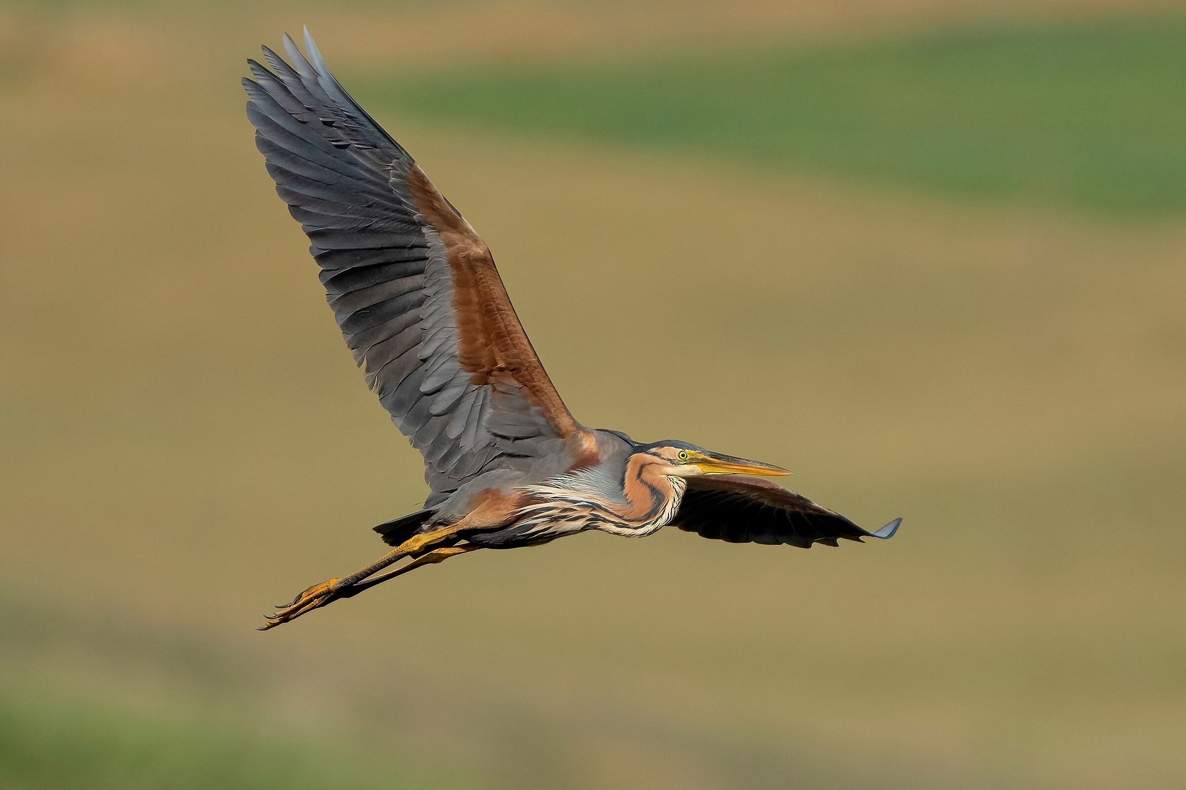 Purple Heron (Ardea purpurea)