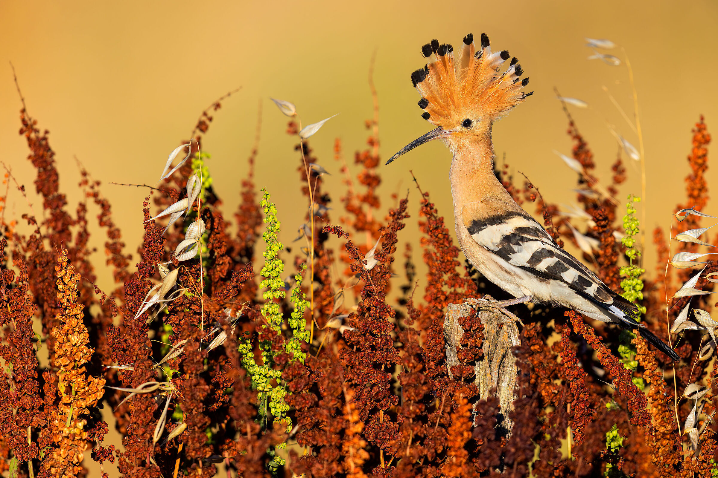 Hoopoe