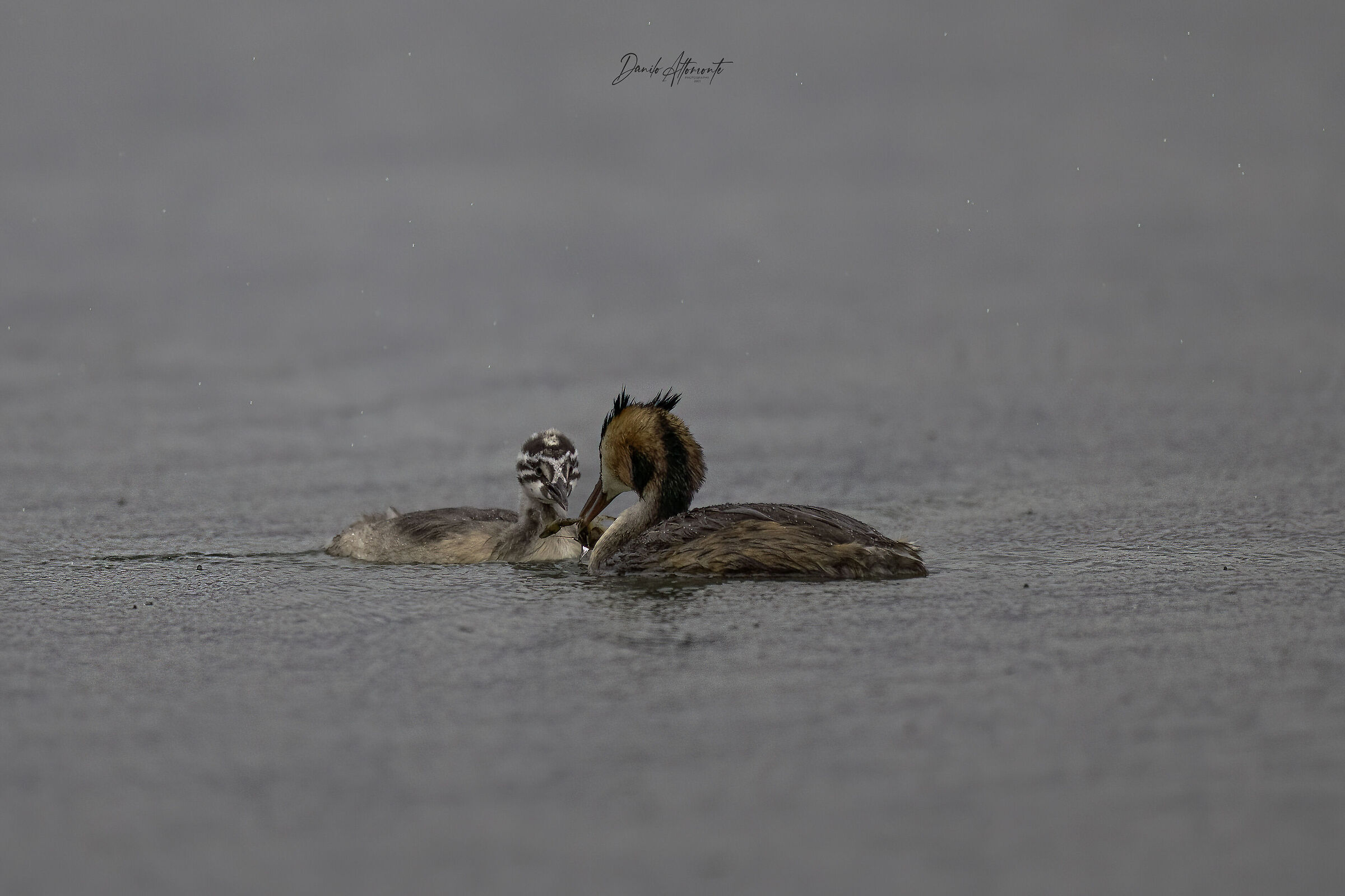 Svassi "under the rain"