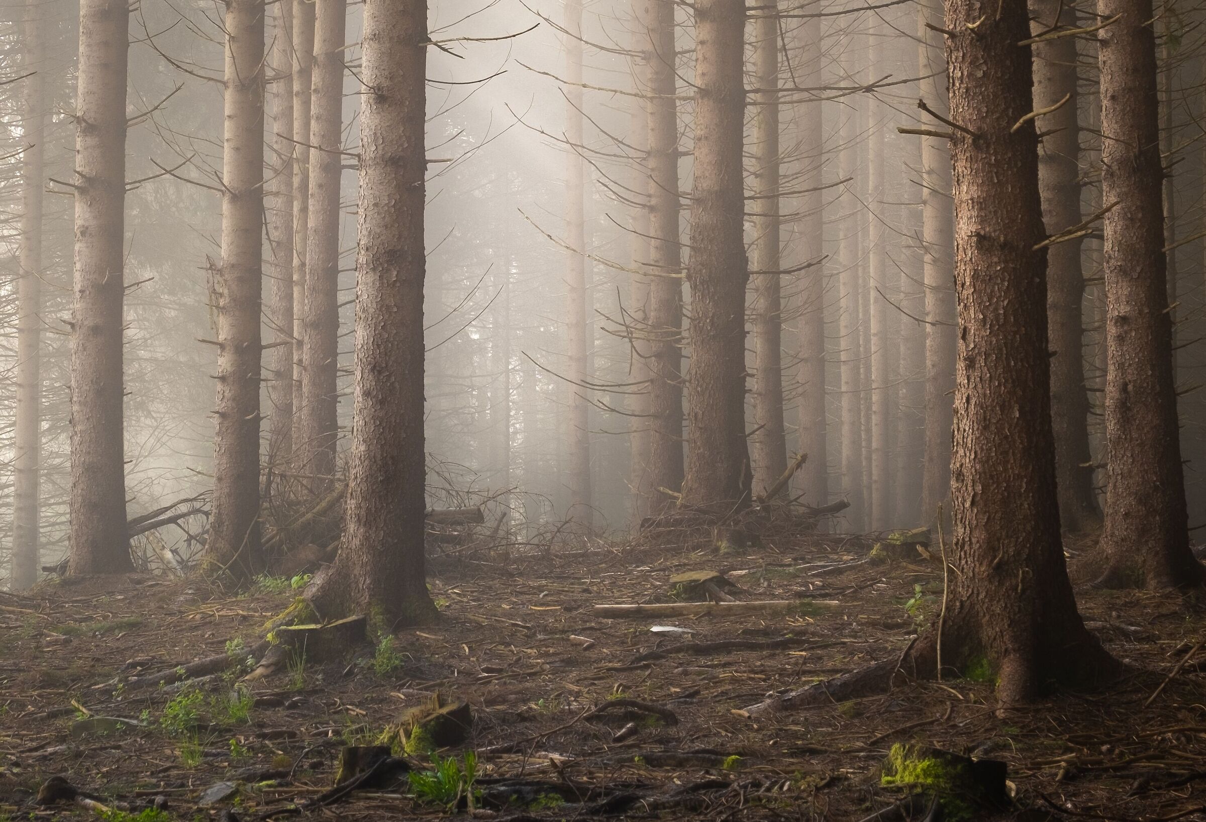 La delicatezza della nebbia che disegna senza stravolge