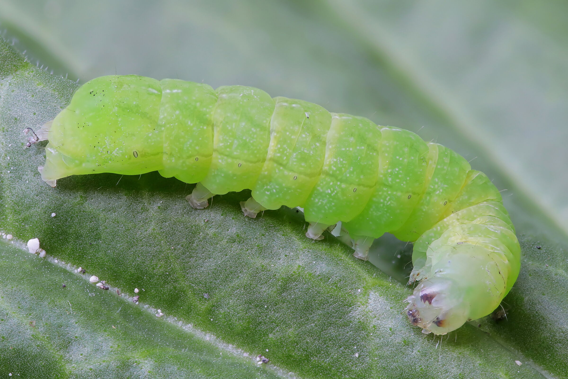 Green caterpillar